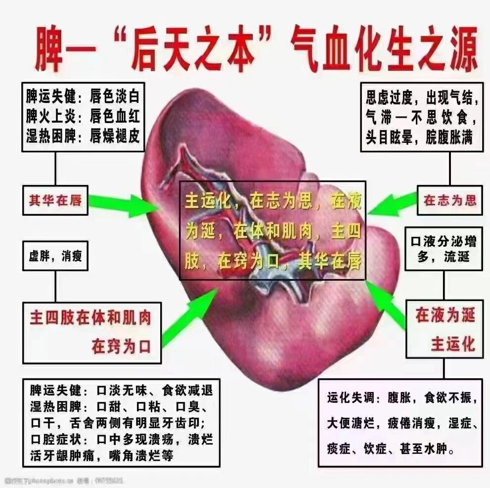 脾脏在我们身体中起到什么作用?