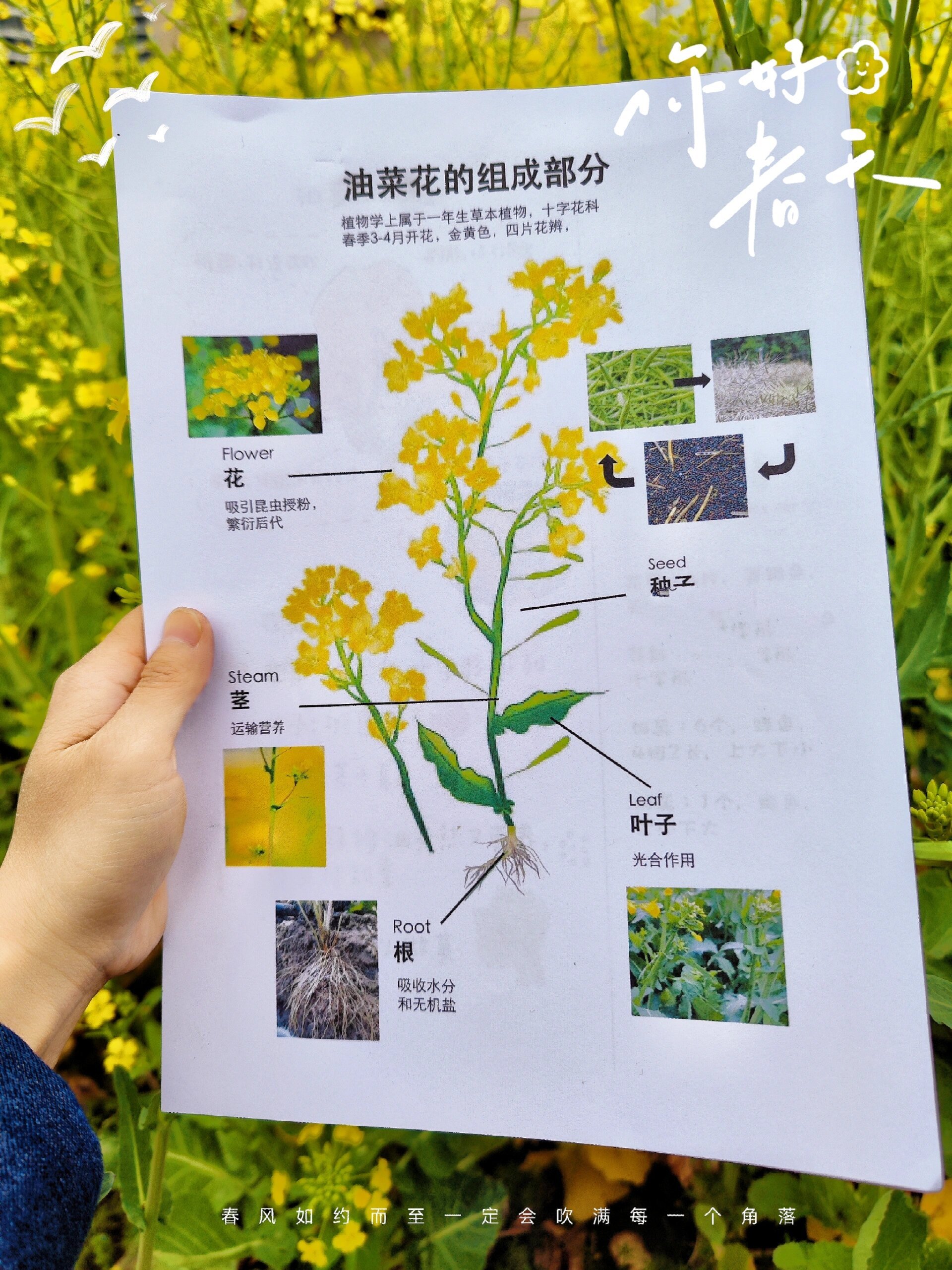 🌼油菜花自然美育,植物科普知识‼️