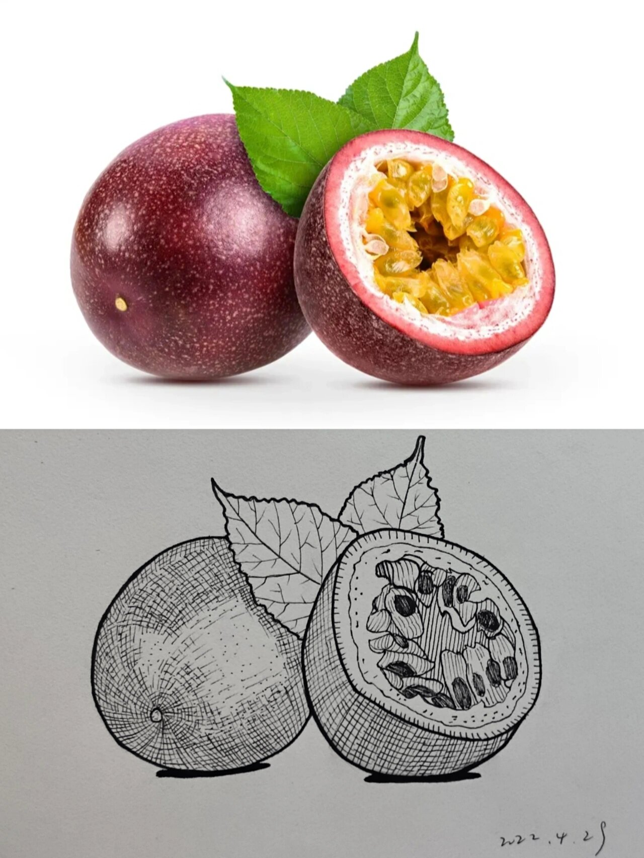 蔬菜/水果写生 线描/黑白画 《百香果》 今天这张也忘记拍线稿啦,附小