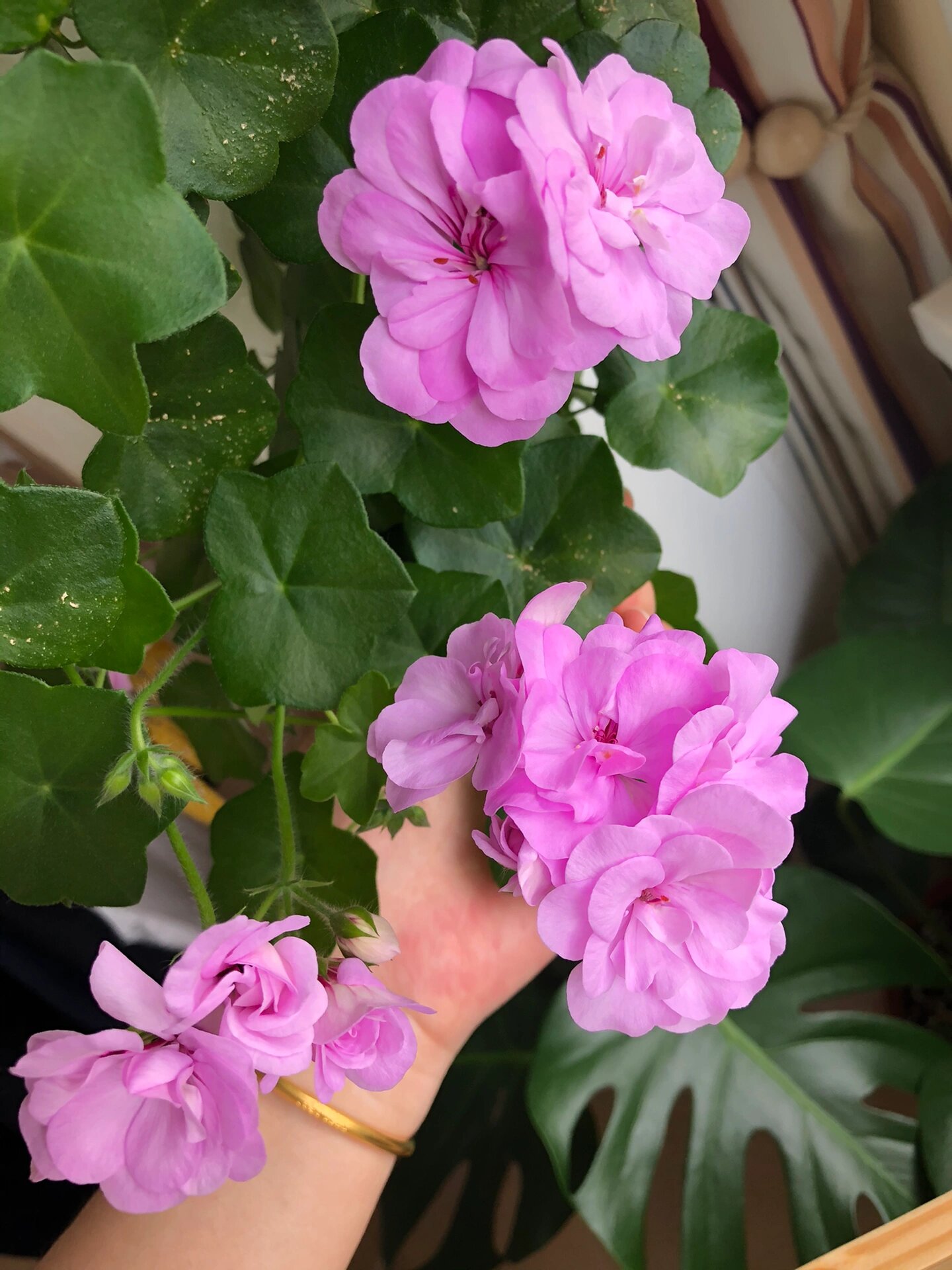 垂吊天竺葵大汉196