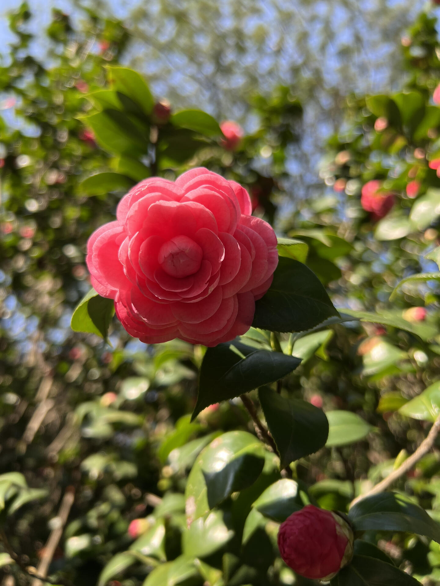 茶花十八学士图片欣赏图片