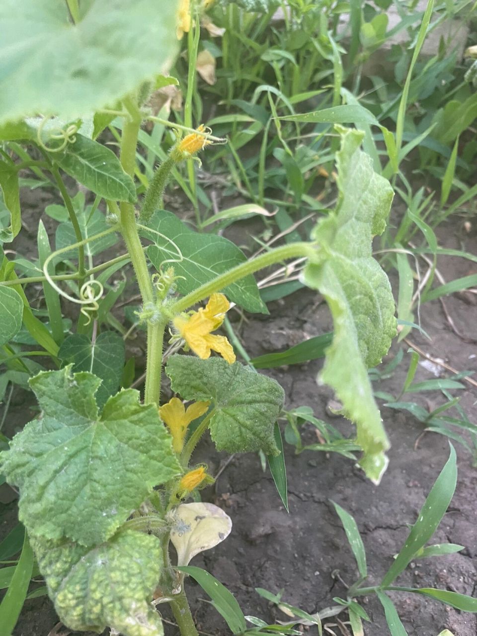 黄瓜秧秧要掐吗?