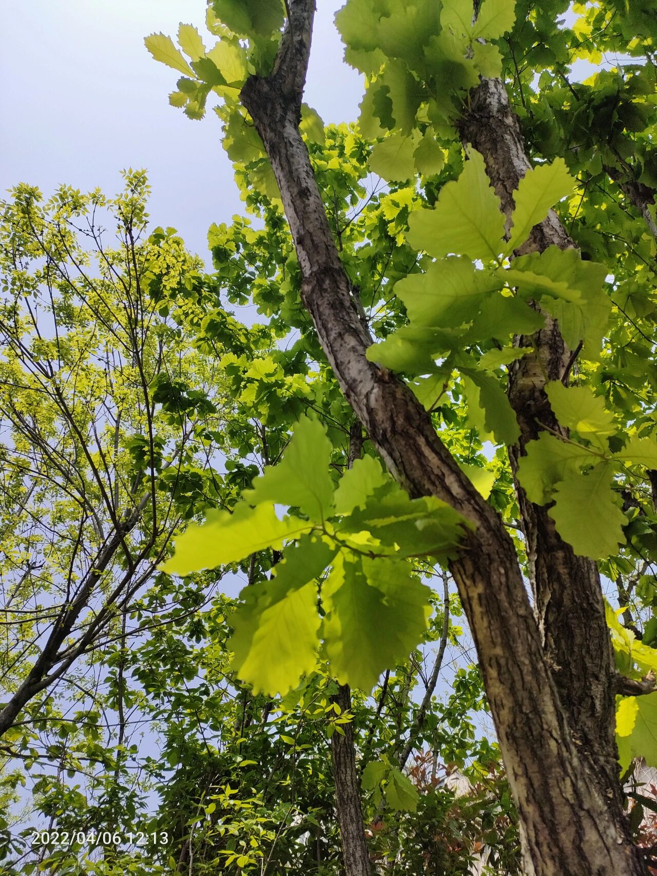 植物笔记——蒙古栎 植物笔记 蒙古栎,一种很少见的植物,希望可以等到