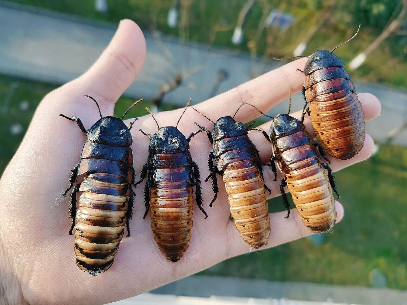 马岛蟑螂体态较大,有着凸起的胸背甲,无翅,体形5cm～7cm,阴凉处,仅