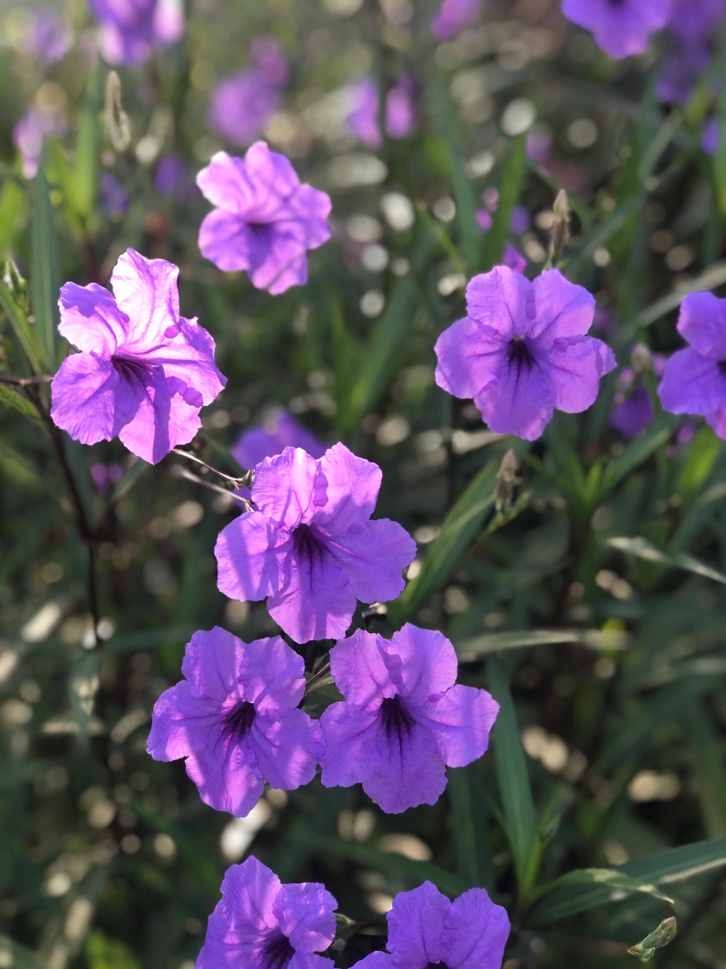 兰花草与蓝花草图片