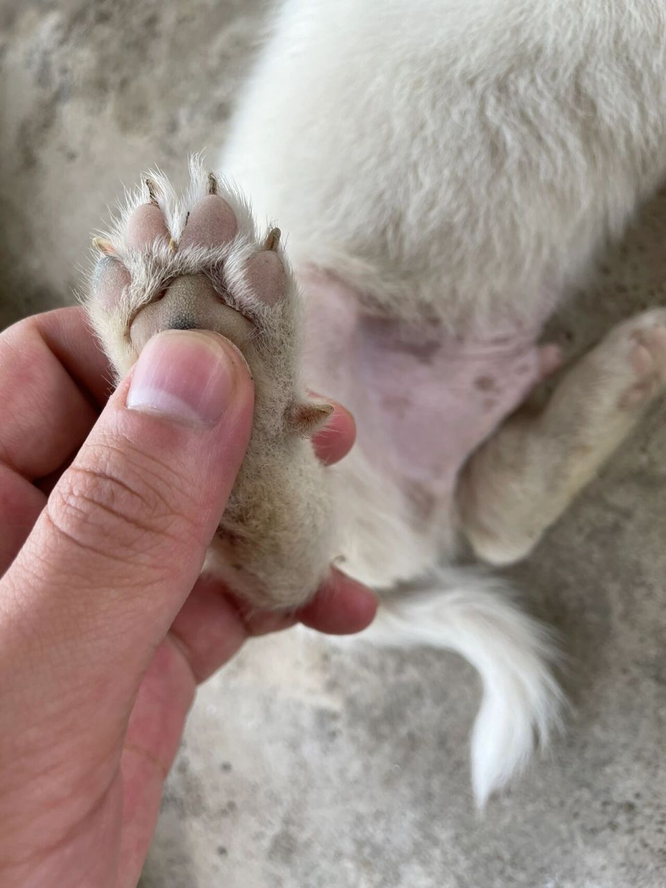 犬和狗分辨:后爪有狼趾的是犬(5个狗脚趾) 这是一种返祖现象啦,犬也是