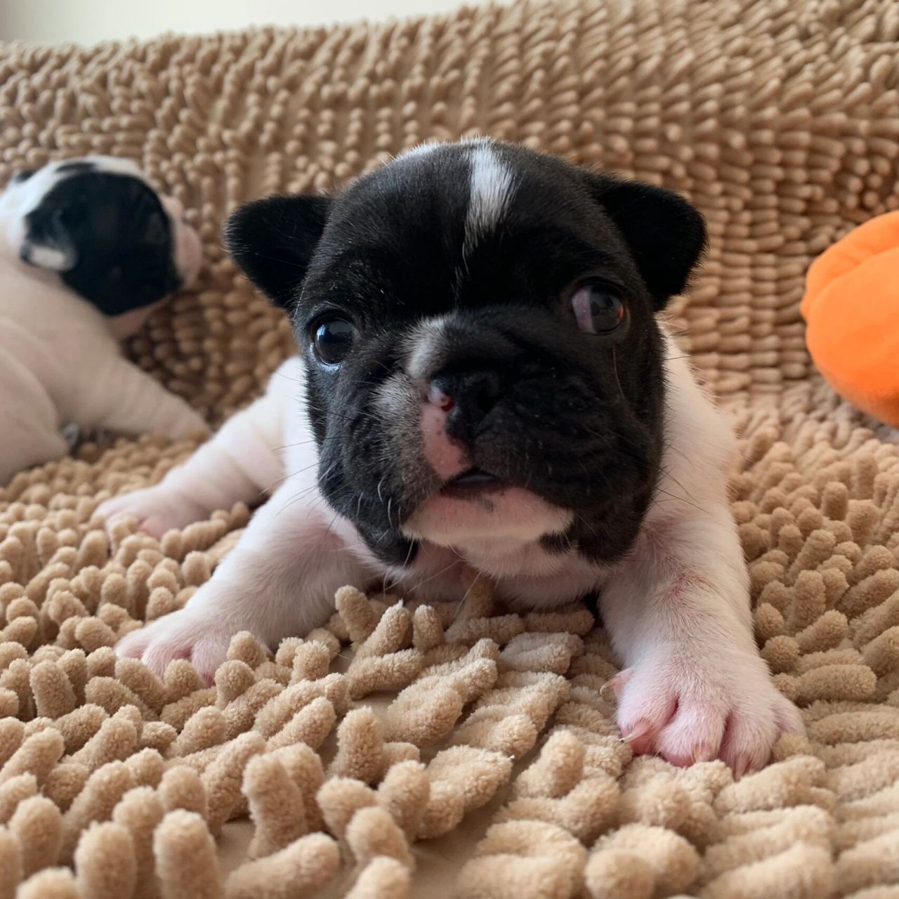 这样的小法斗值多少钱?