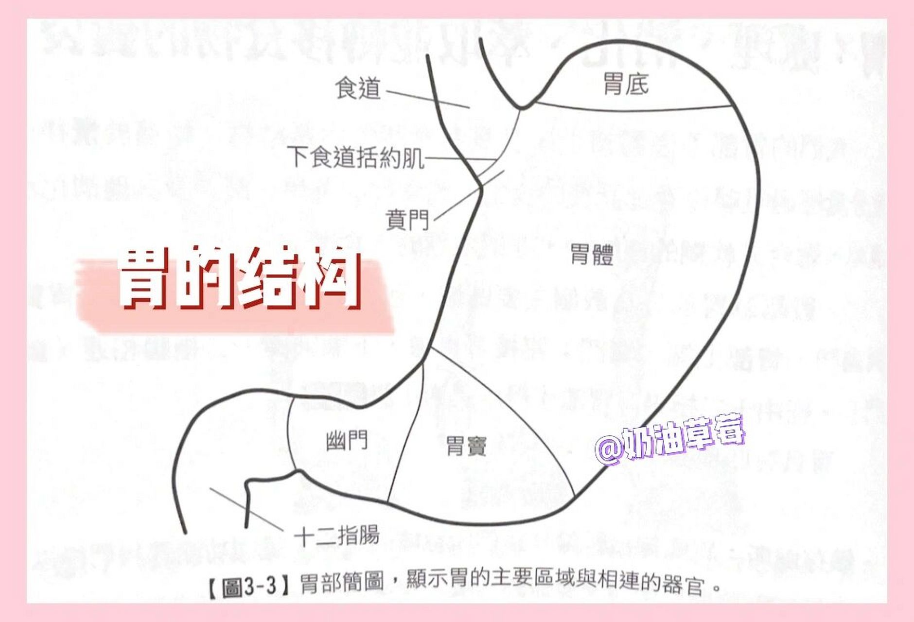 科普|认识我们的胃 知己知彼百战百胜哈~虽受胃炎百般折磨,却激起我