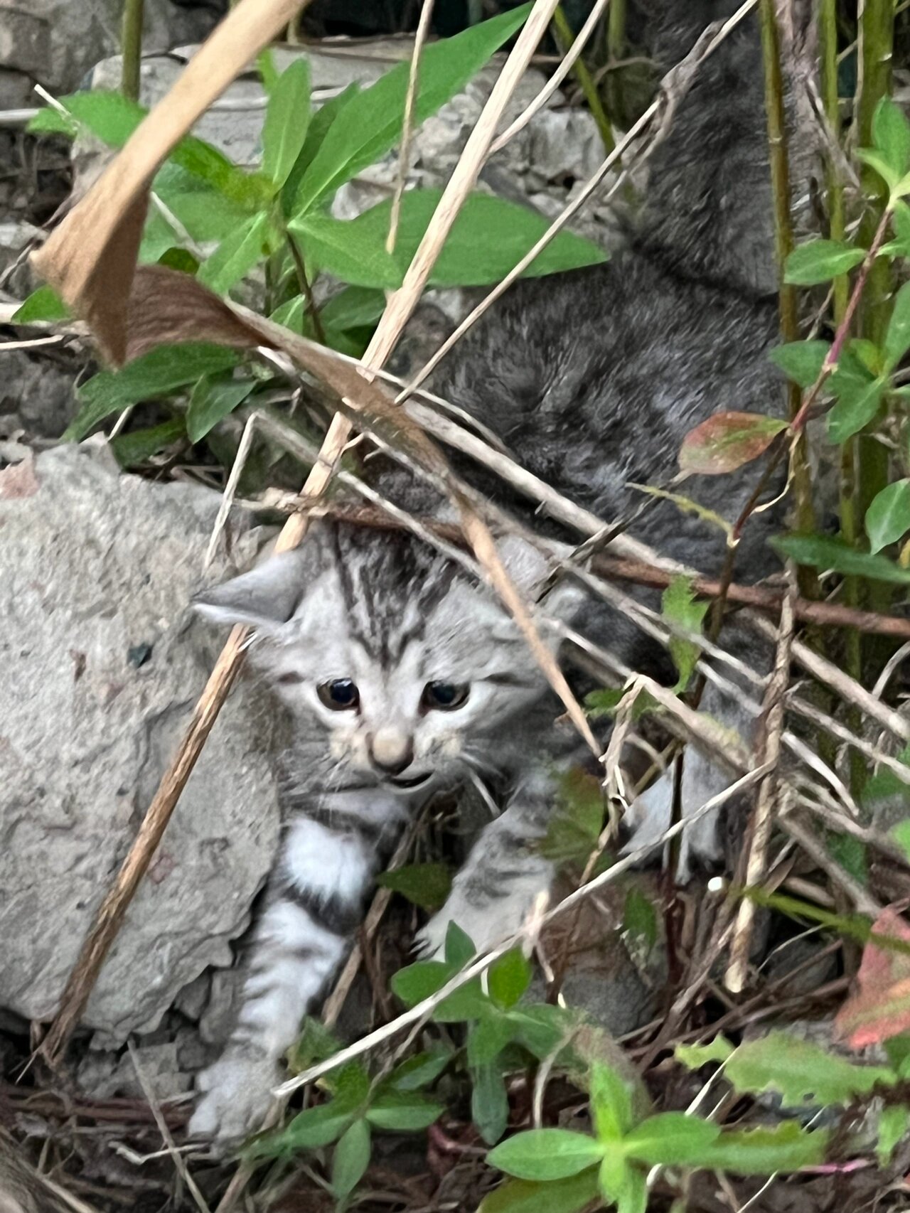 罕见灰狸花猫虎斑图片