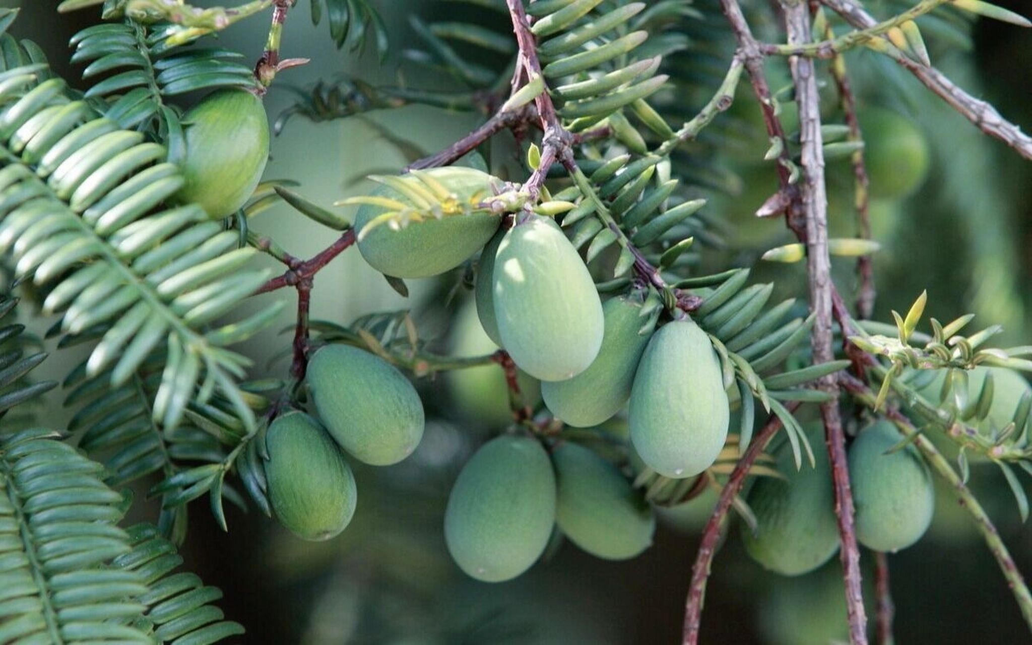 榧树,别名:香榧,野榧,羊角榧,榧子 彼美玉山果,千年中国榧.