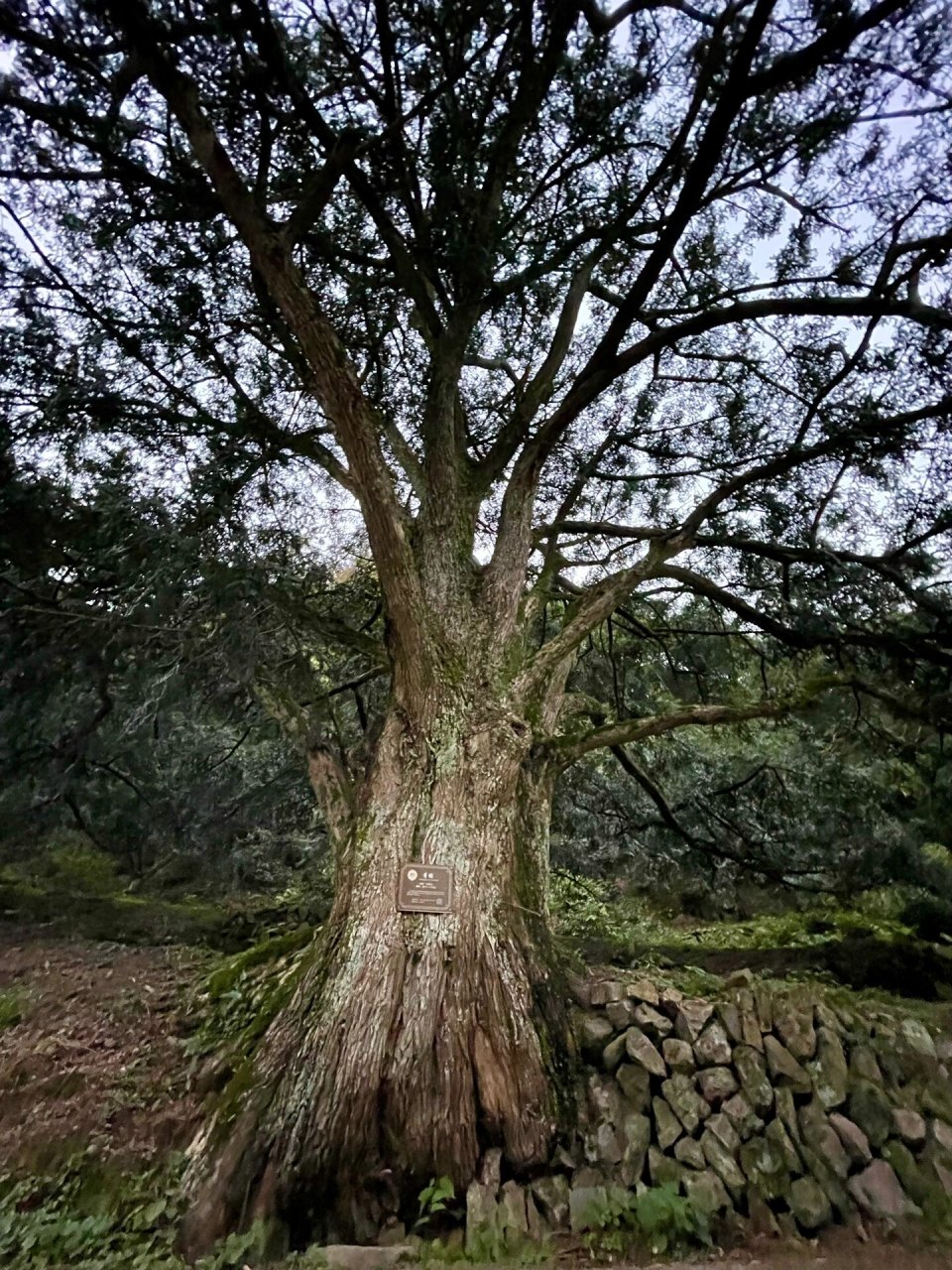 雪窦岭香榧古道图片