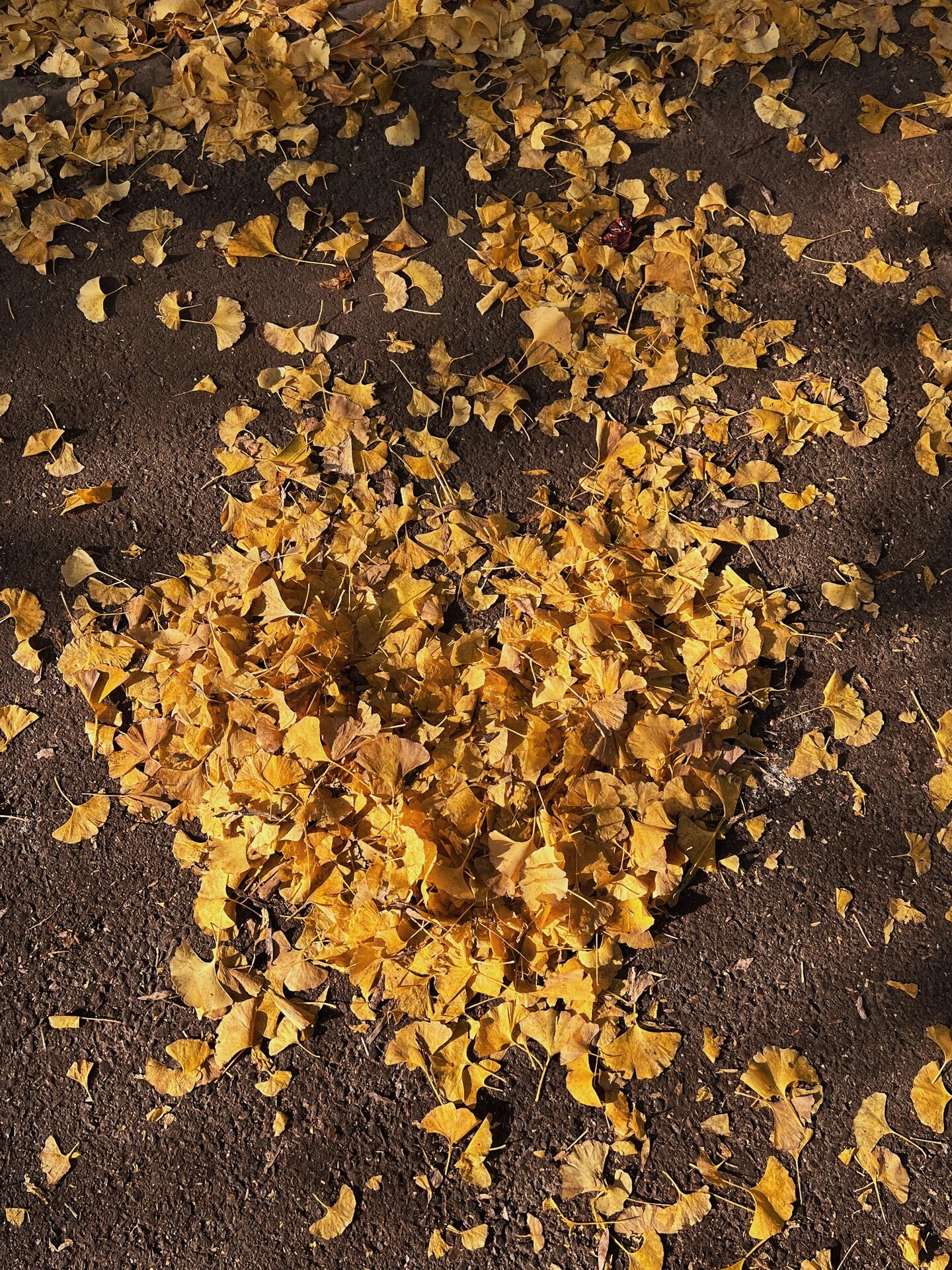 奥森拍照| 金黄的银杏叶太美了94附秋日文案