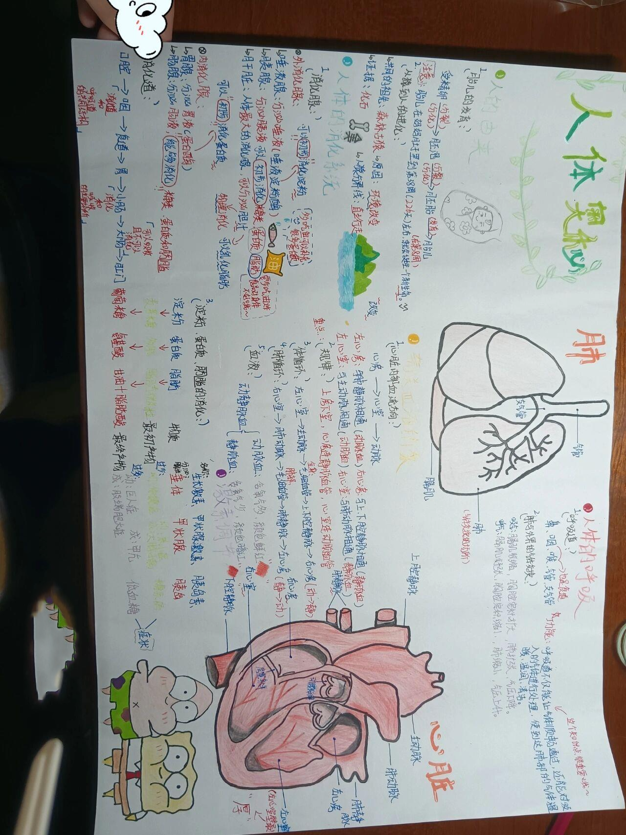 人体奥秘(生物手抄报