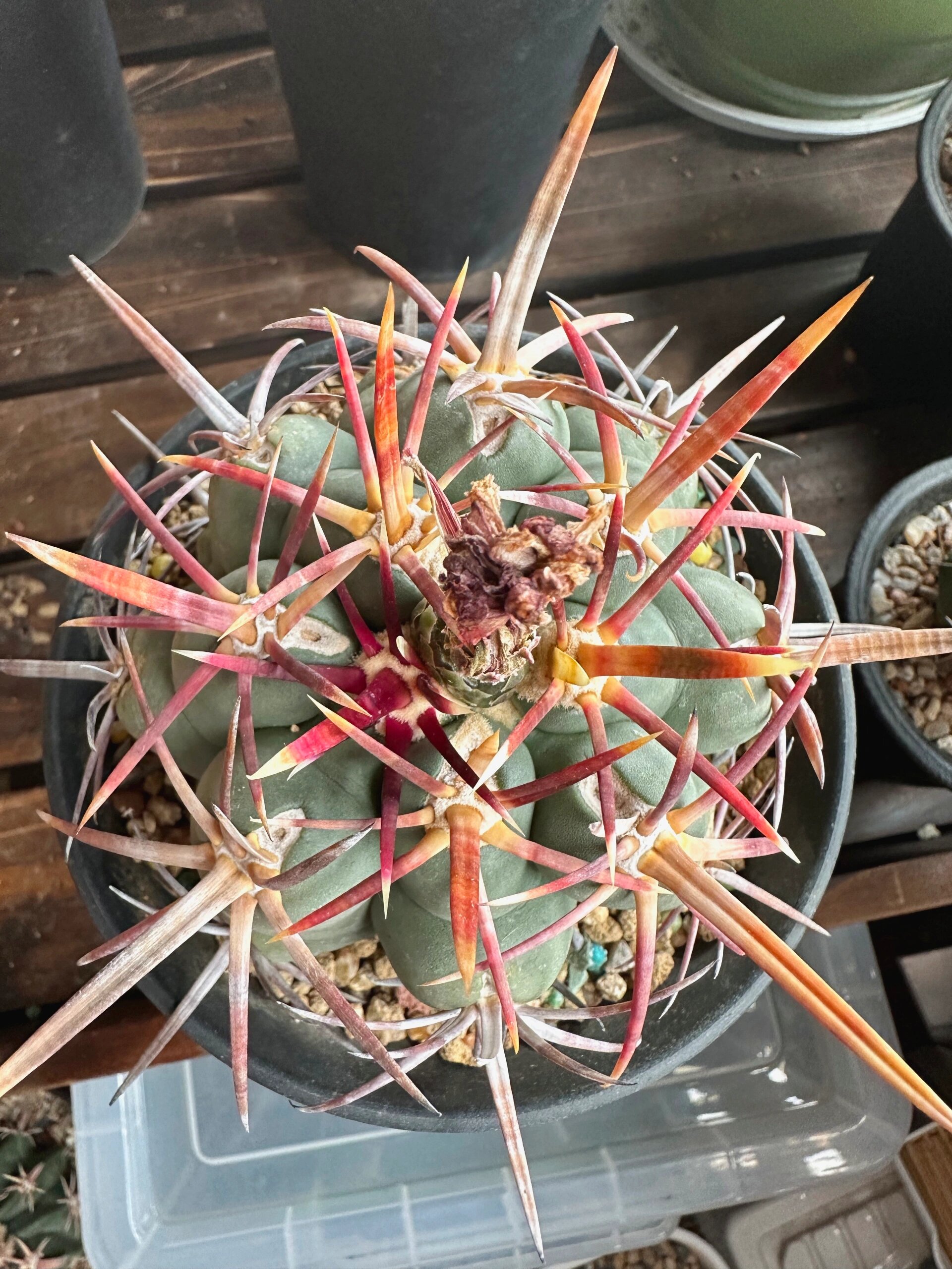 割刺大红鹰仙人球 这个刺形和颜色,美呆了,怎么拍都好看!