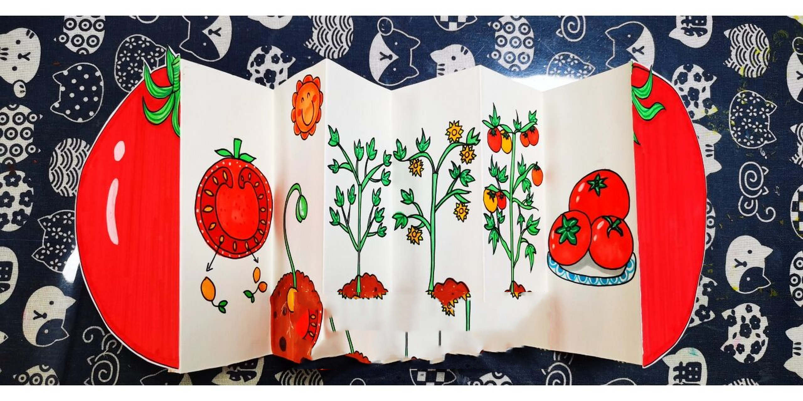 植物科普画:番茄的生长 适合7.