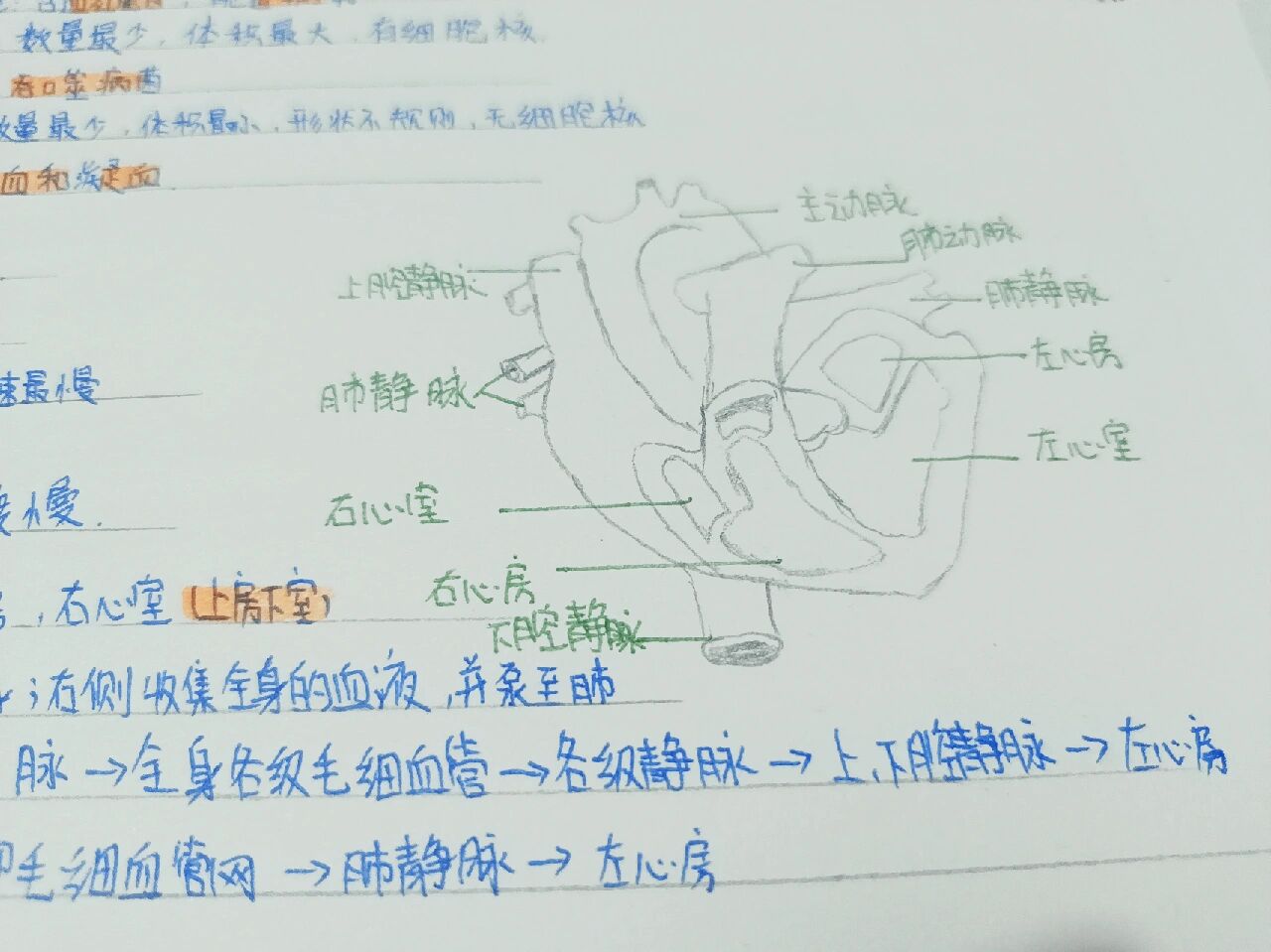 生物北师大《人体物质的运输》思维导图