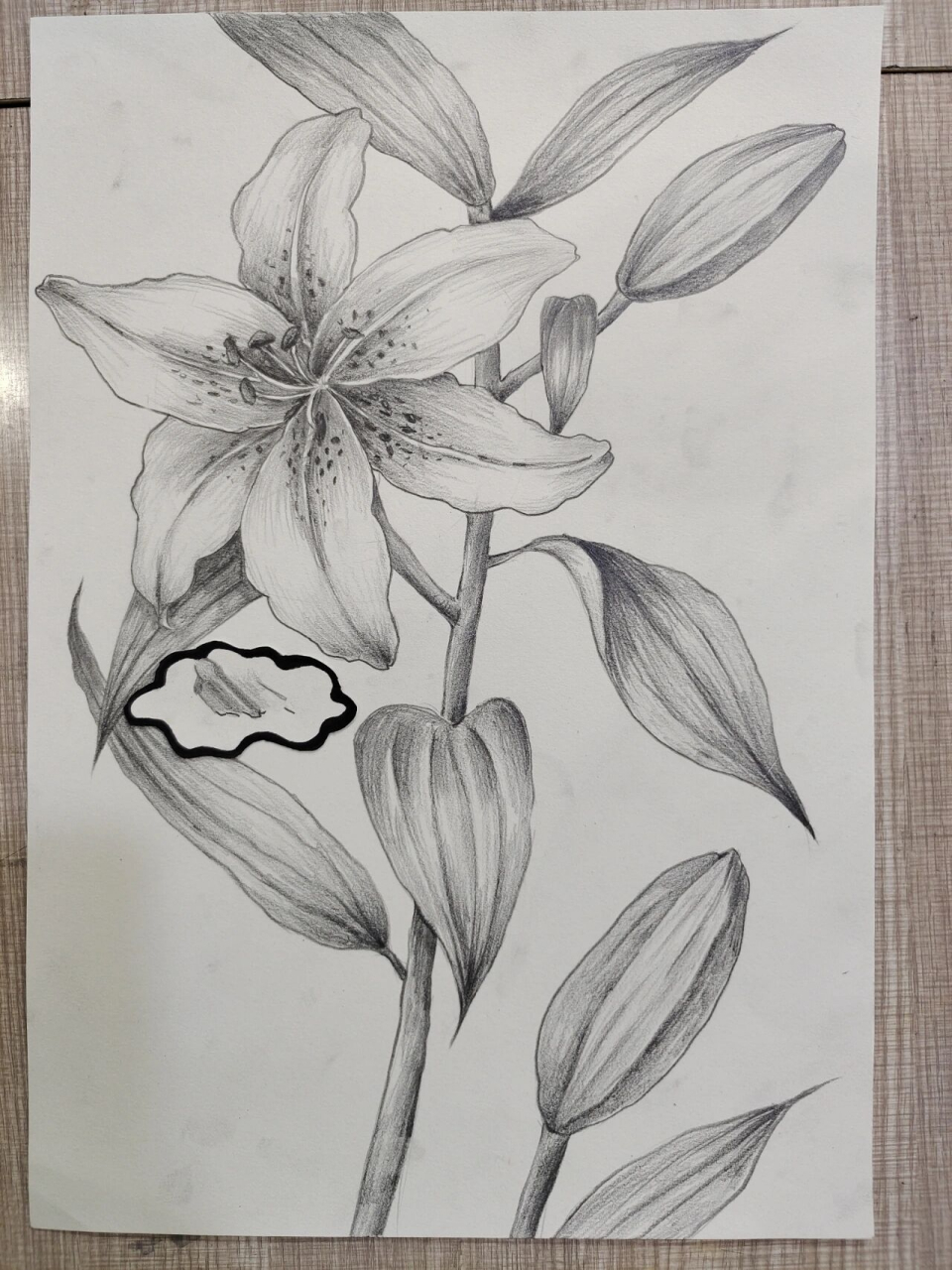 素描花卉——百合花 素描百合花