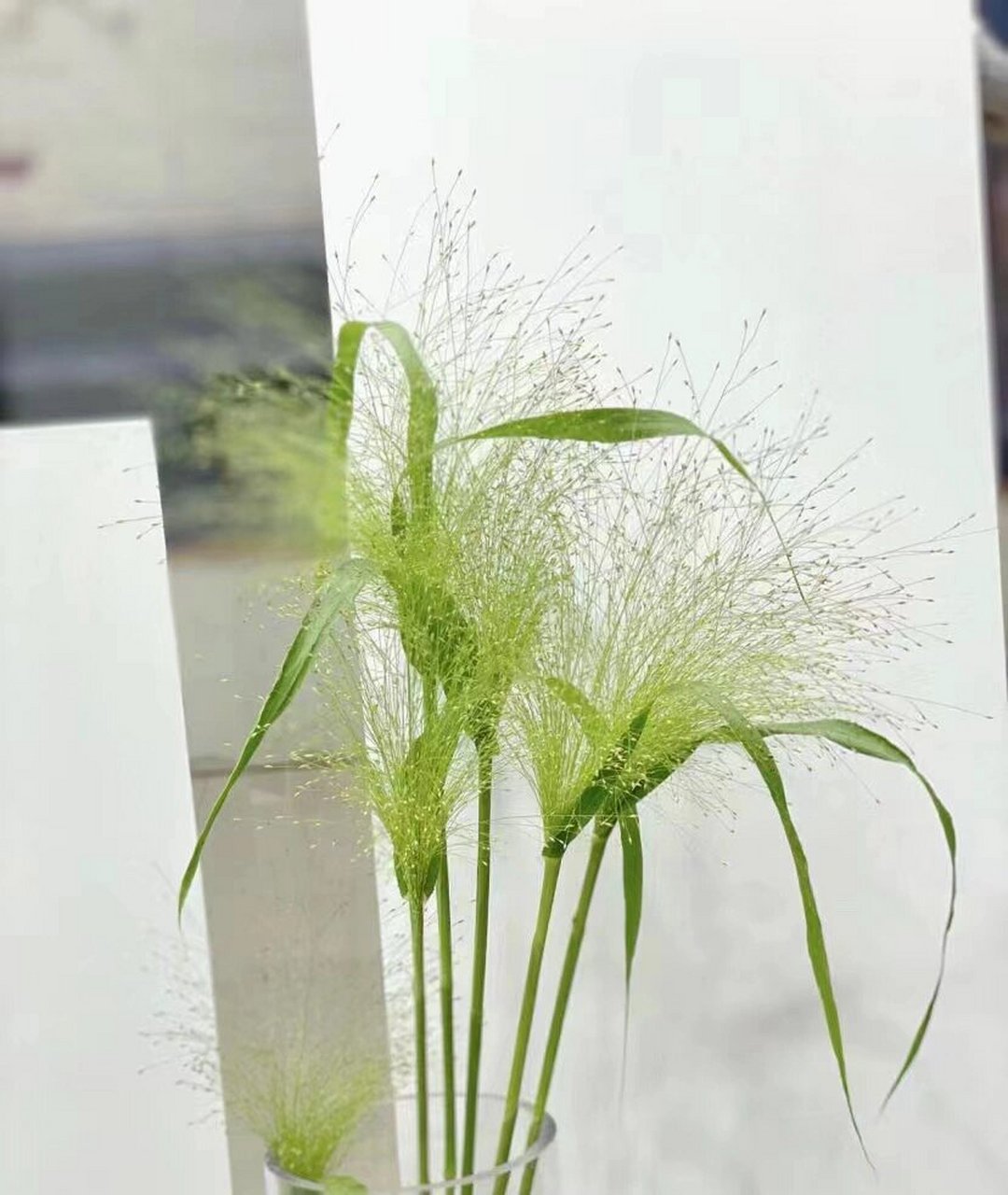 每天认识一种花材|喷泉草 喷泉草 绿意盎然,是春天的美好气息~ 花语