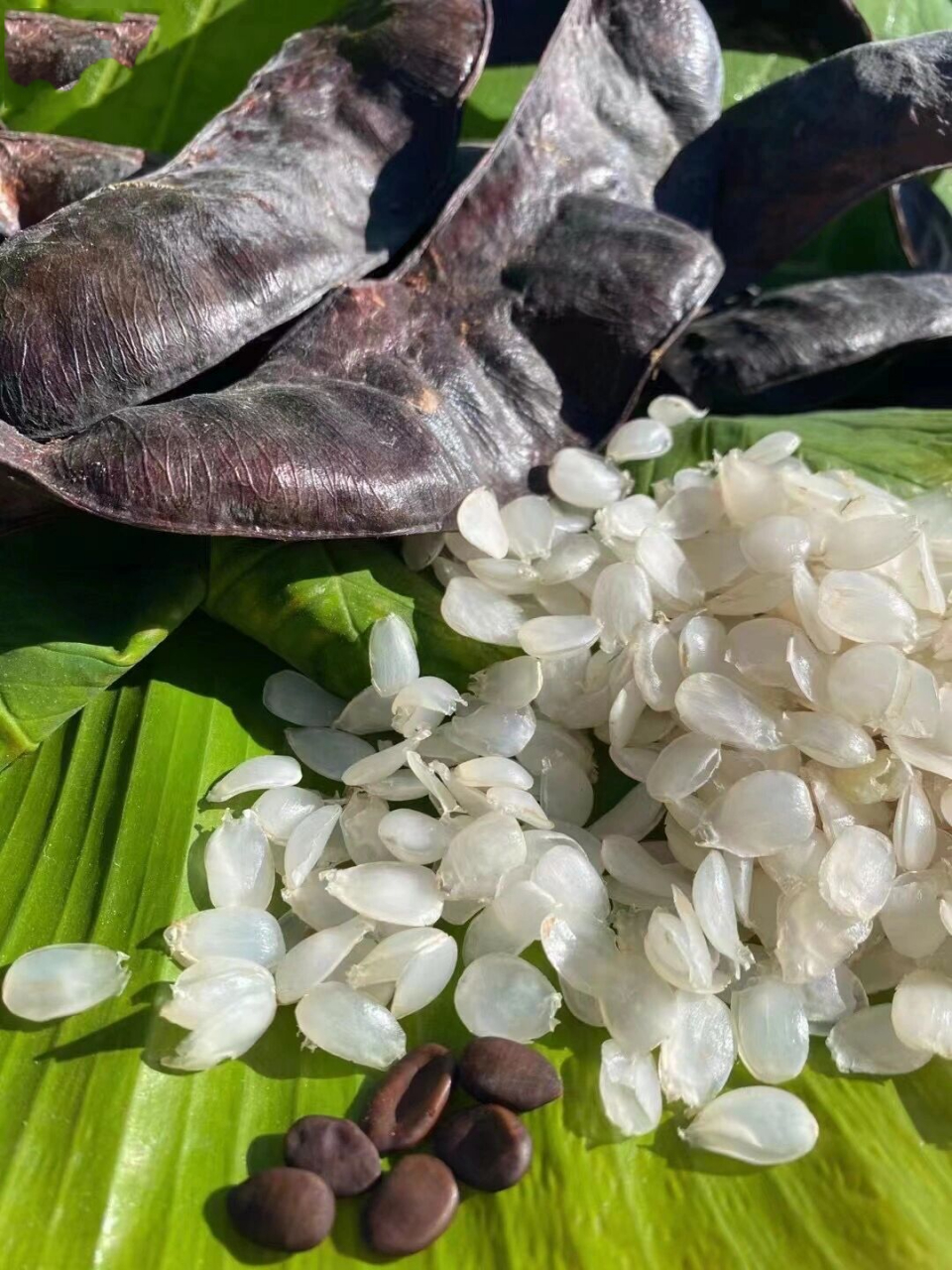 云南梁河野生古树皂角米, 这个季节没啥甜品食材润得过它.