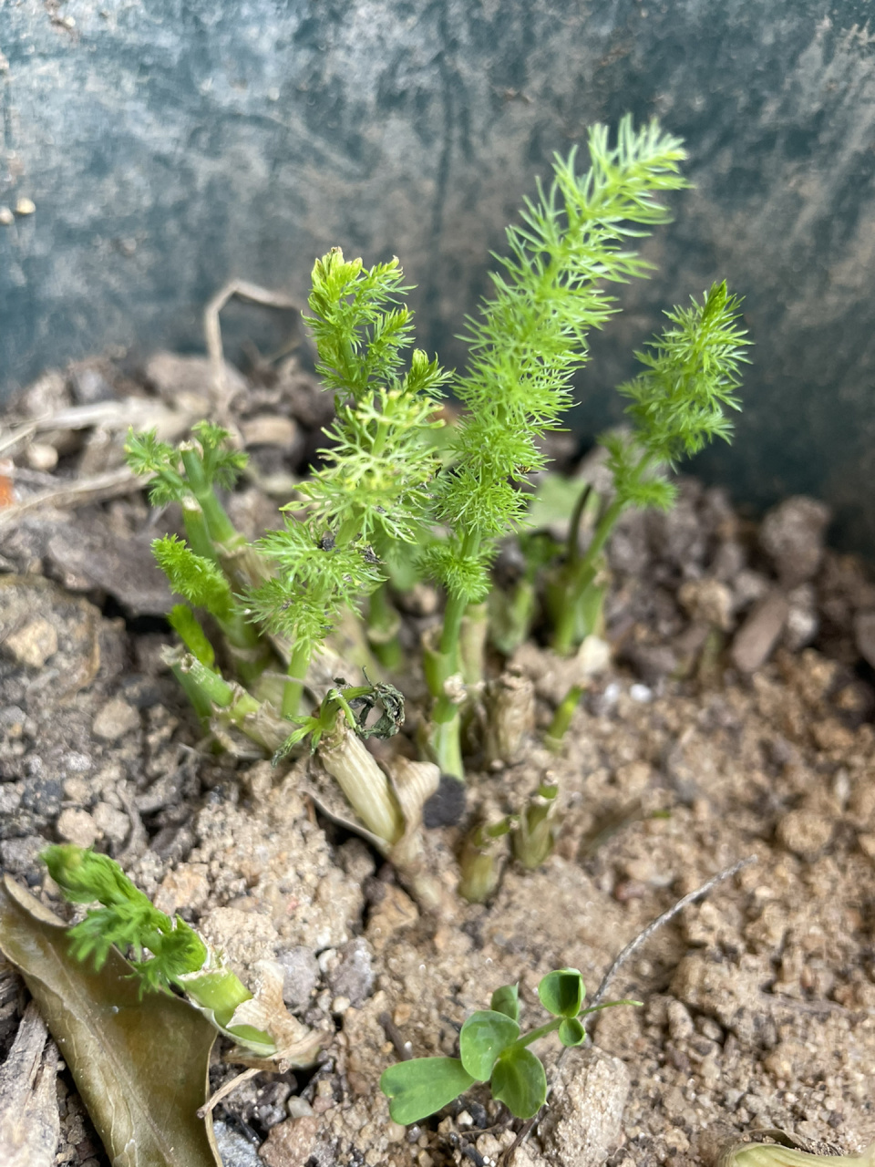 小茴香刚发芽的图图片