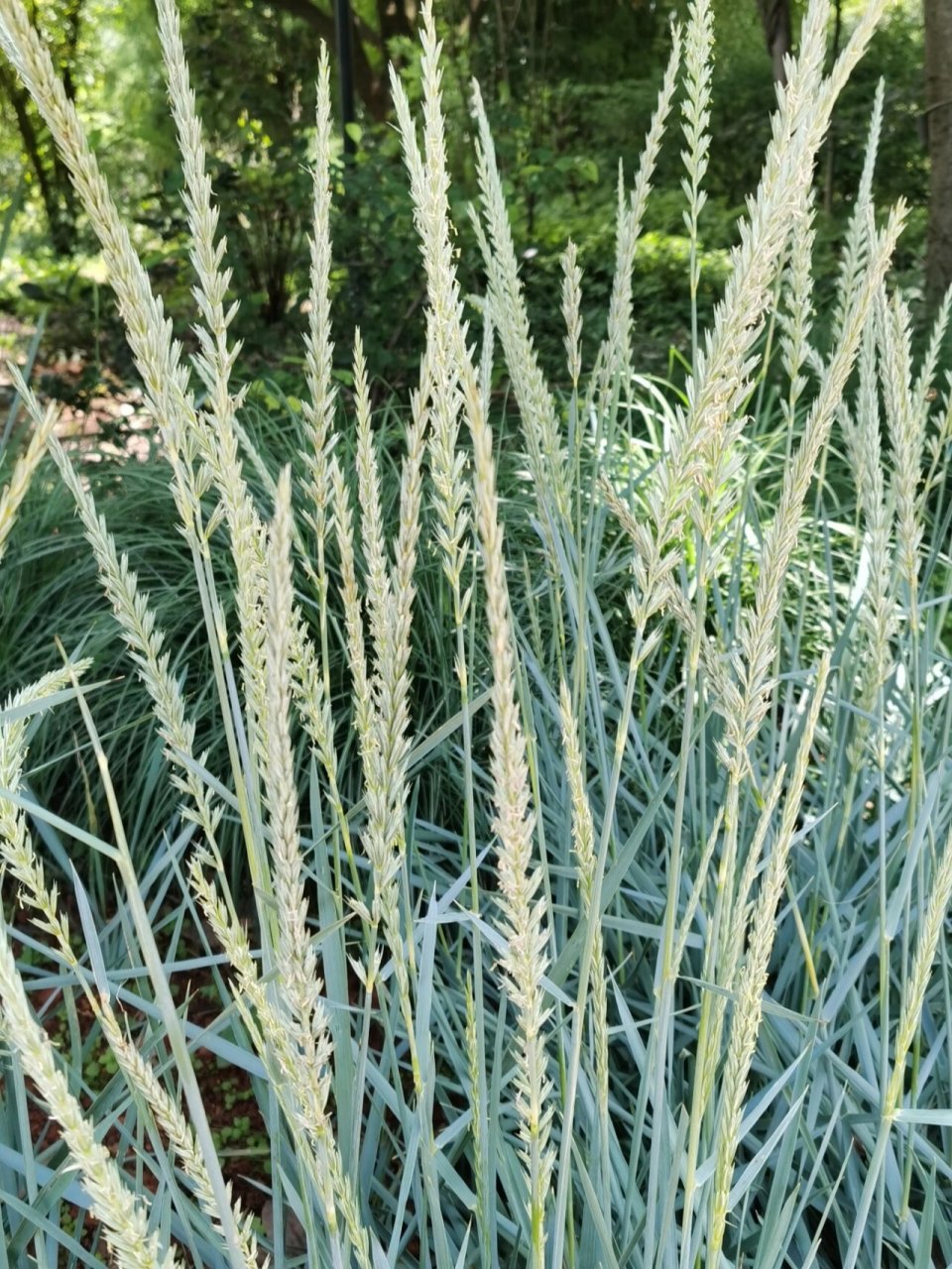 披碱草 亭亭玉立,沁人心脾.