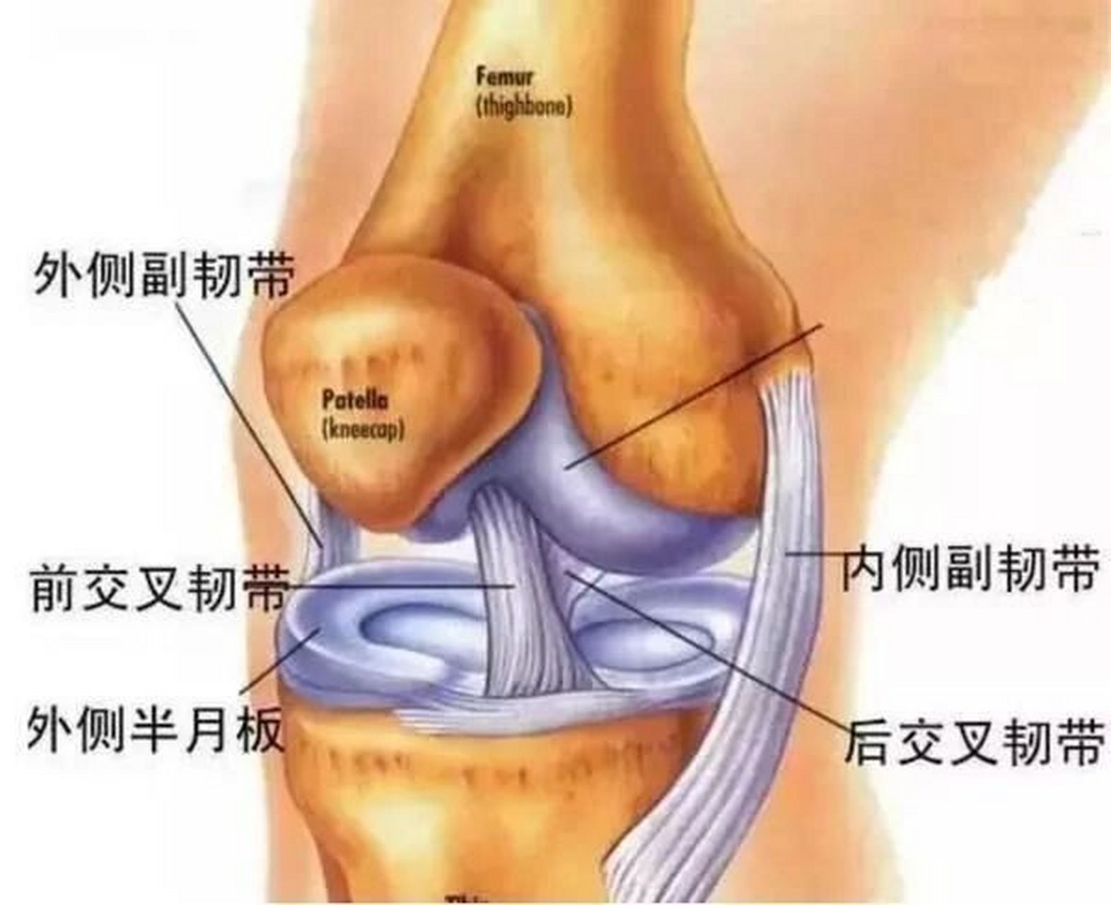 前交叉韧带在哪里图片图片