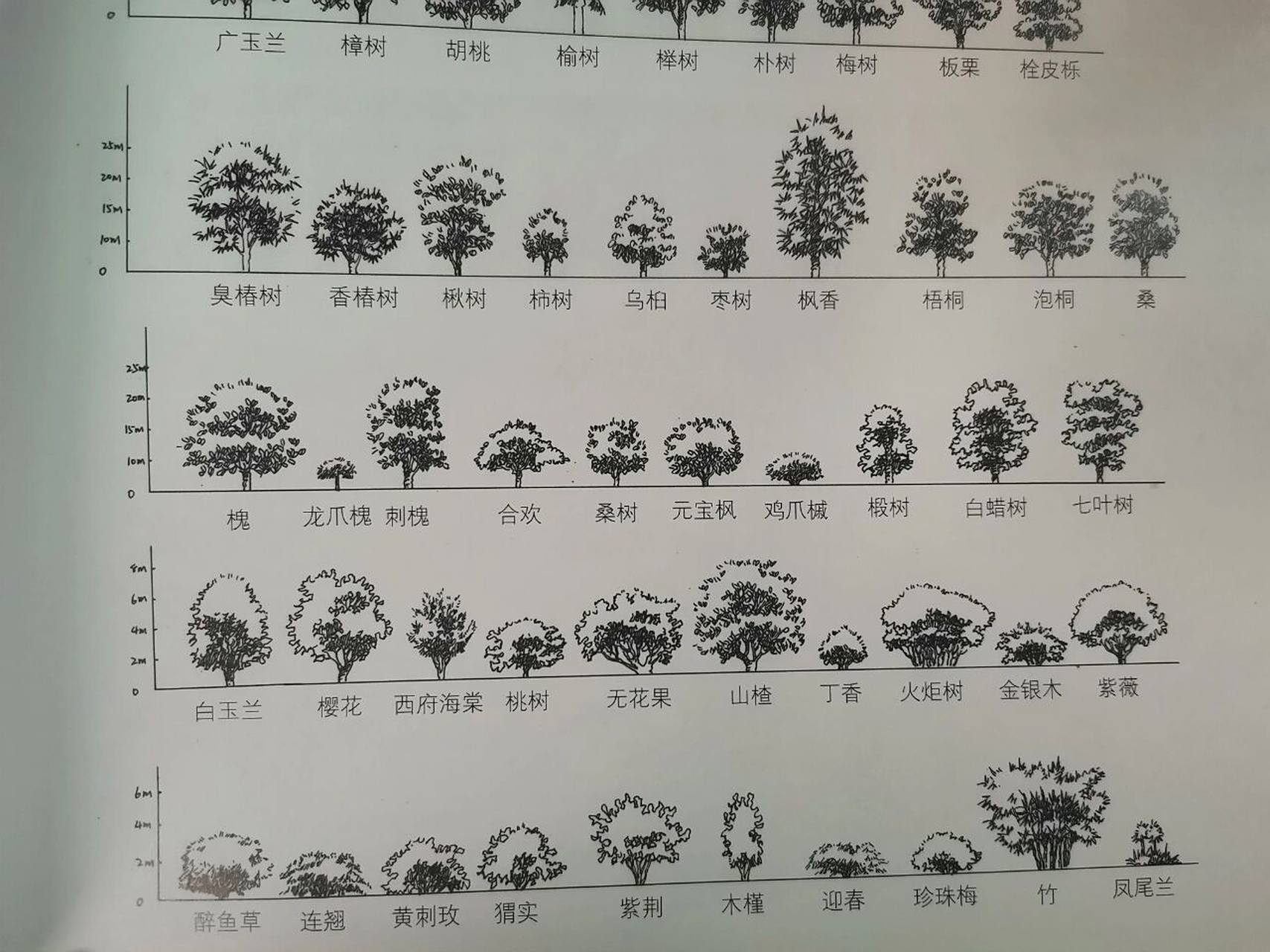 园林景观设计 植物的平面图,立面图