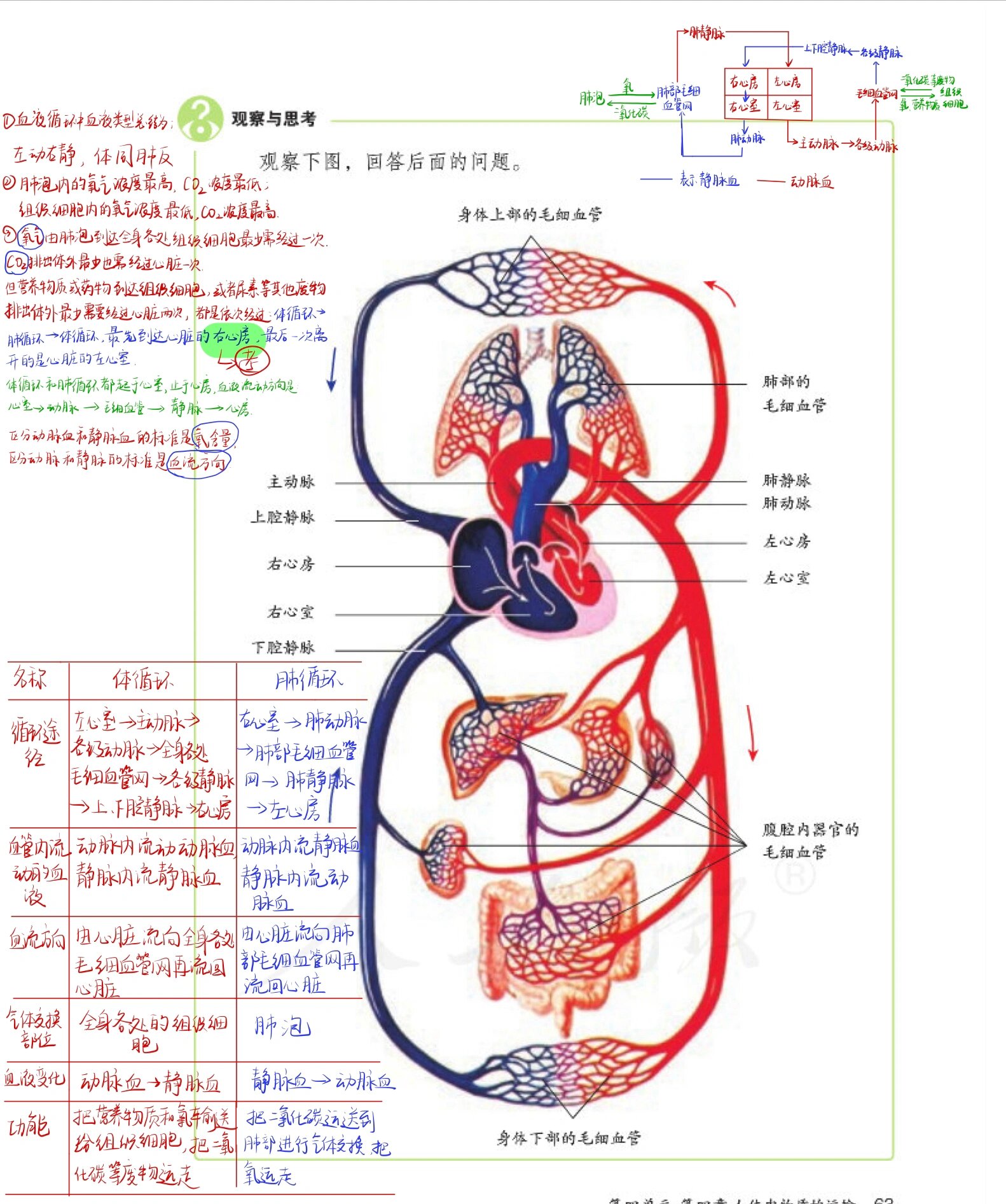 生物心脏结构图知识点图片