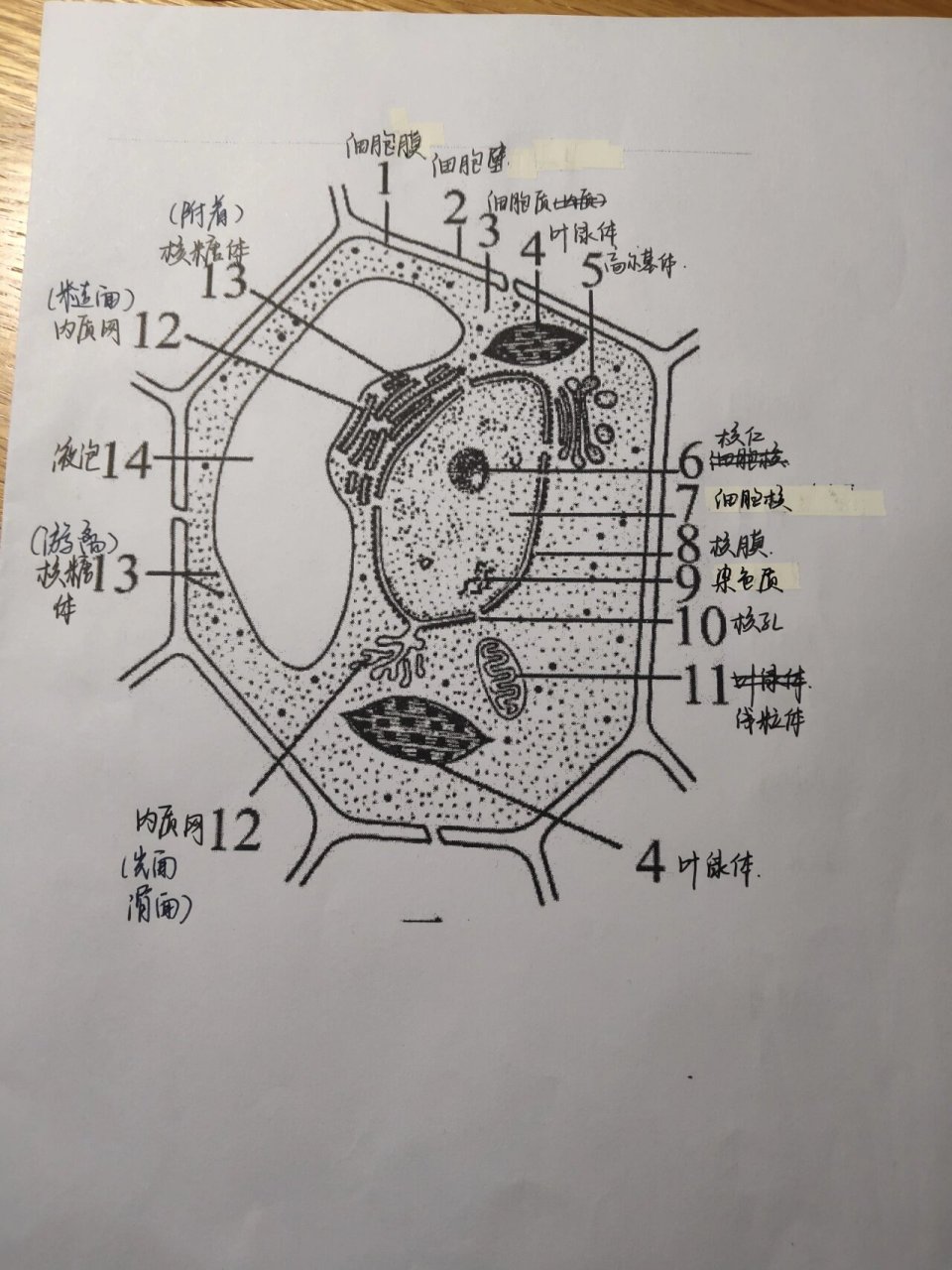 高一生物细胞质结构图 接上个笔记,如果还有错私我订正喔