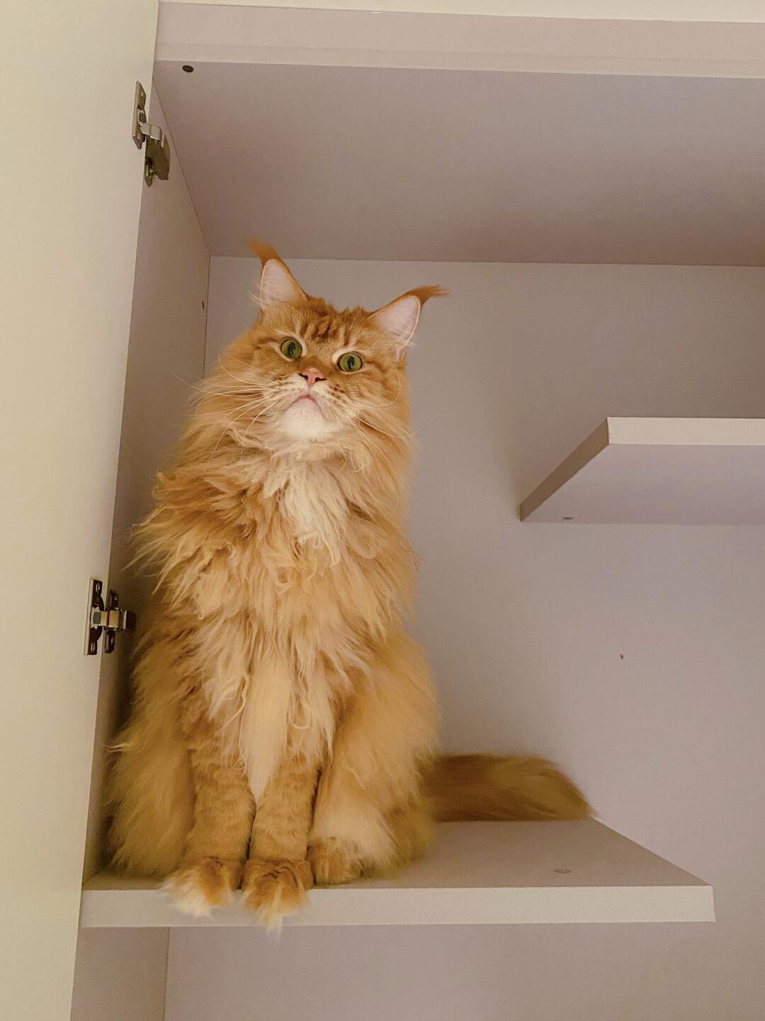 黄猫真是太可爱啦!