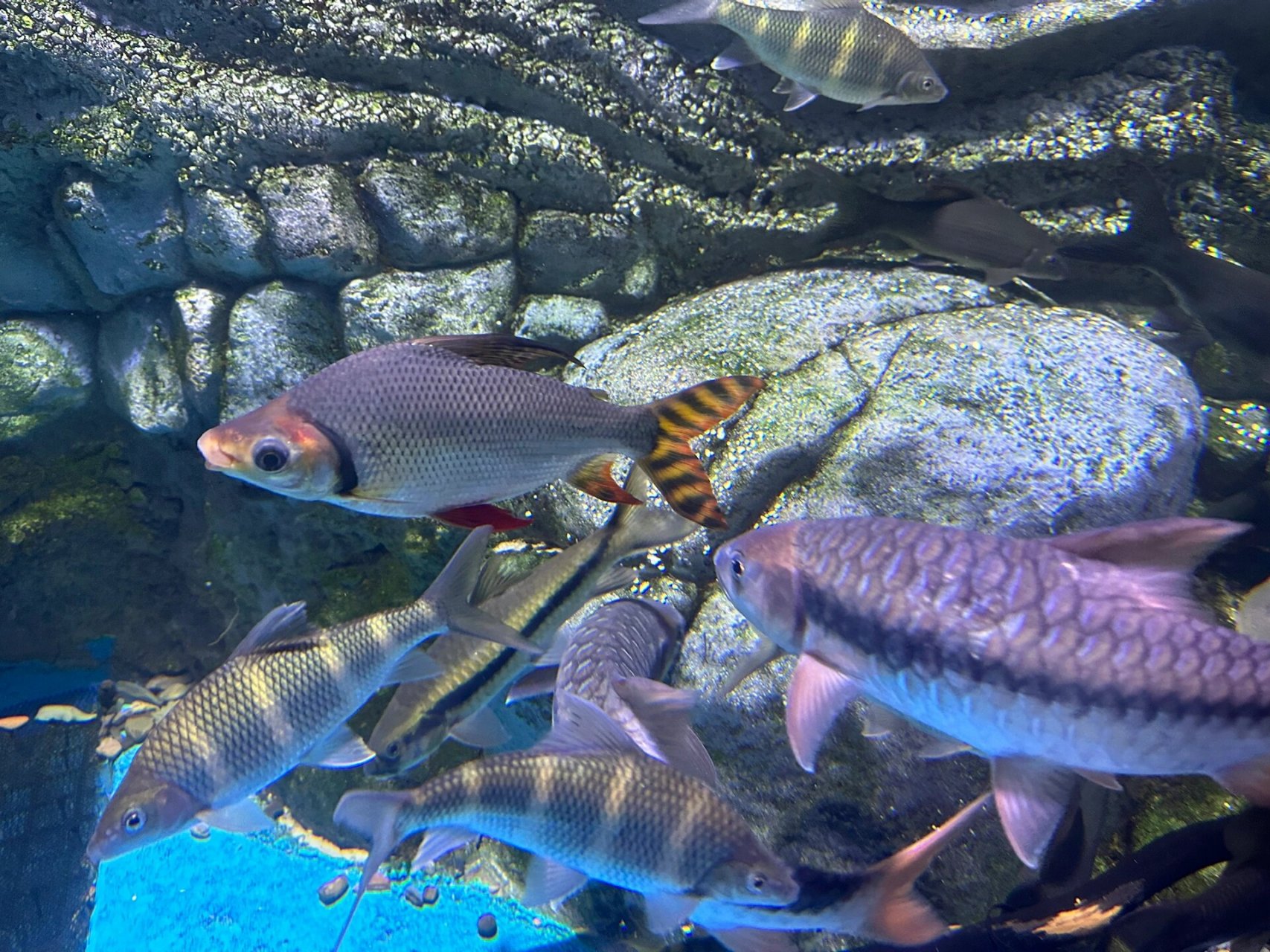 九江湖口水族馆 环鄱赛·第六站·九江湖口