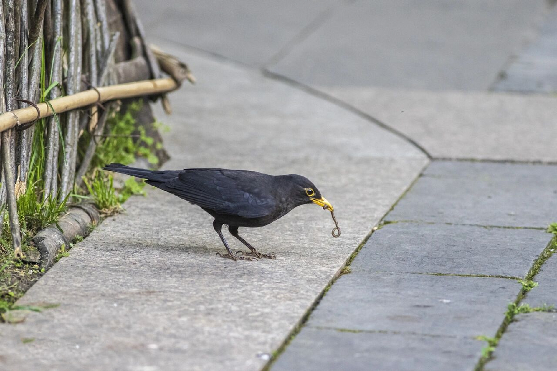 常见鸟种之乌鸫    城市常见鸟种之乌鸫.