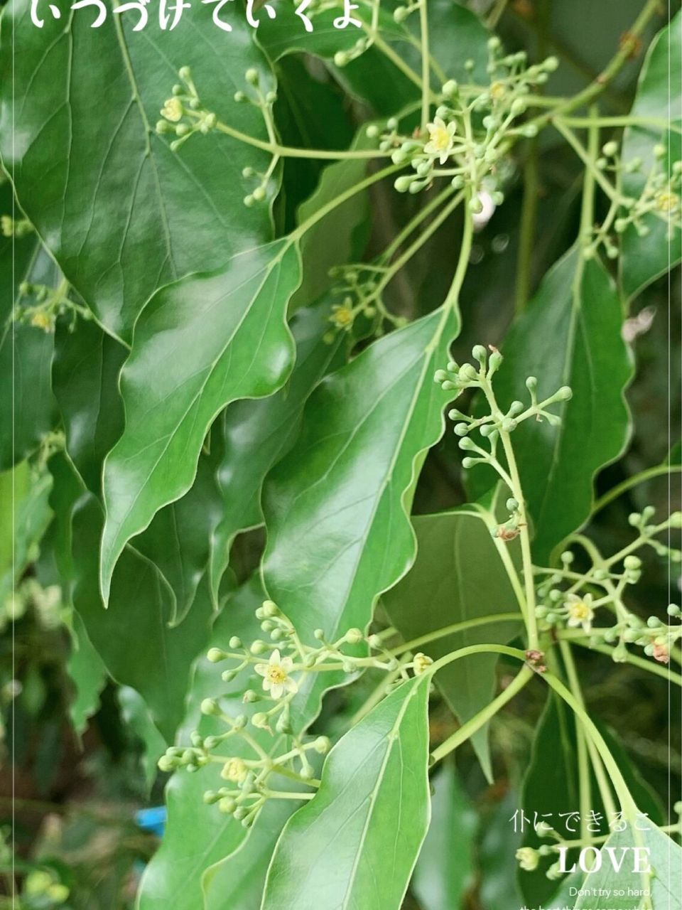 三月香樟花开|我喜欢的香气 三月香樟花季 清雅高级,森林感,净化～ 很