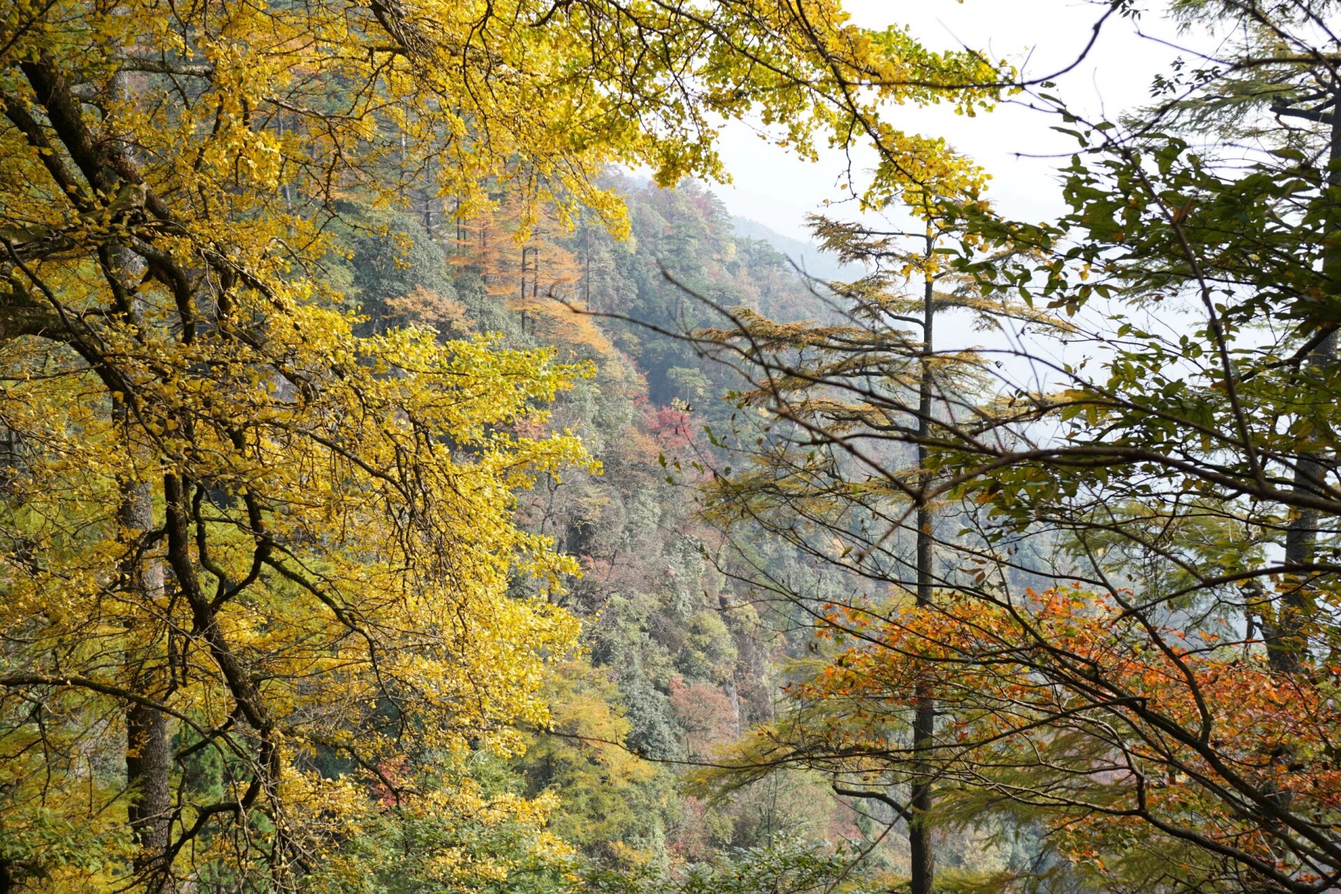 地点:杭州市临安区西天目山景区五世同堂观景台 可以自驾