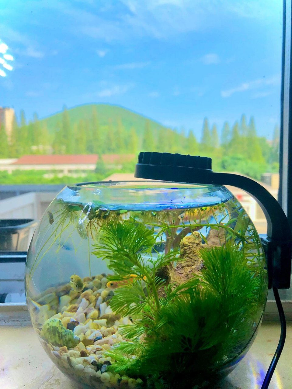 古法玻璃缸养鱼 放入四只斑马鱼,两只蜗牛96,三只虾,开启玻璃缸生态