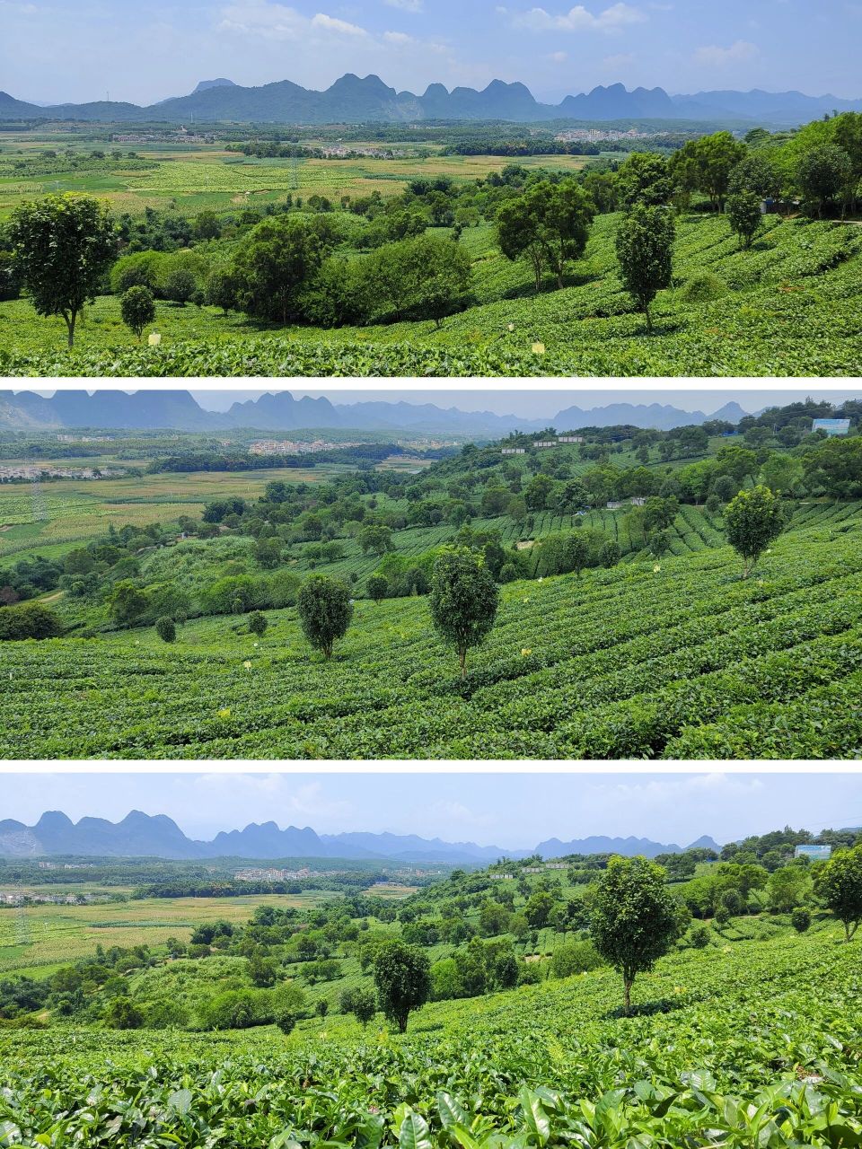 茶香四溢95美景如画,打卡英德茶趣园95  在英德市区西郊马口,是一