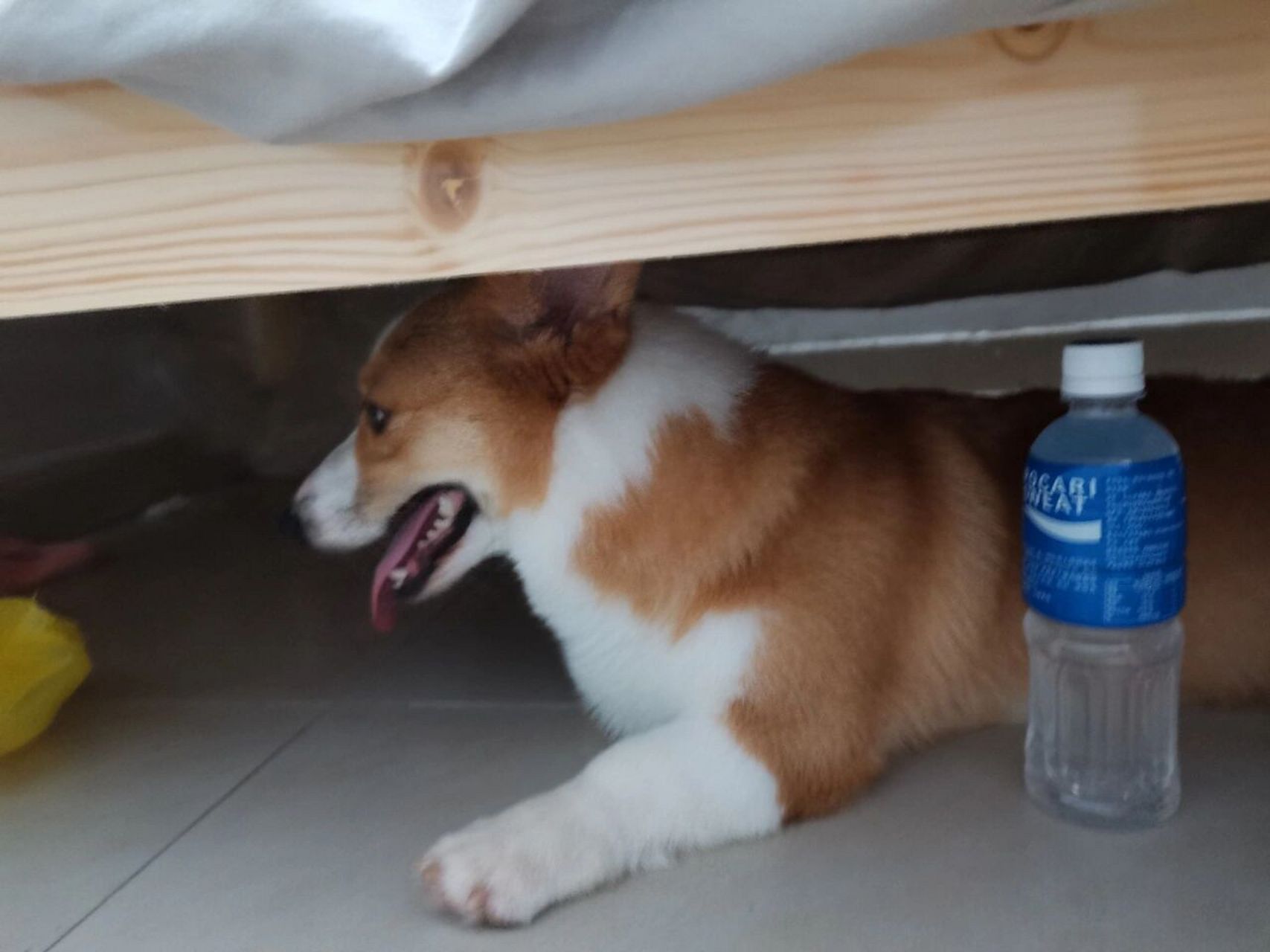 求助大家 狗狗老是躲在我床底下是么原因 第一次养狗,请教狗狗最近