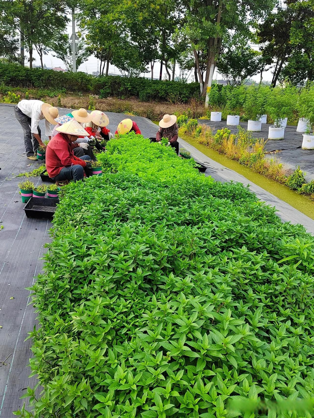 这几天带着一群大伯阿姨们在基地里采摘各种香草,香料植物,经过洗净