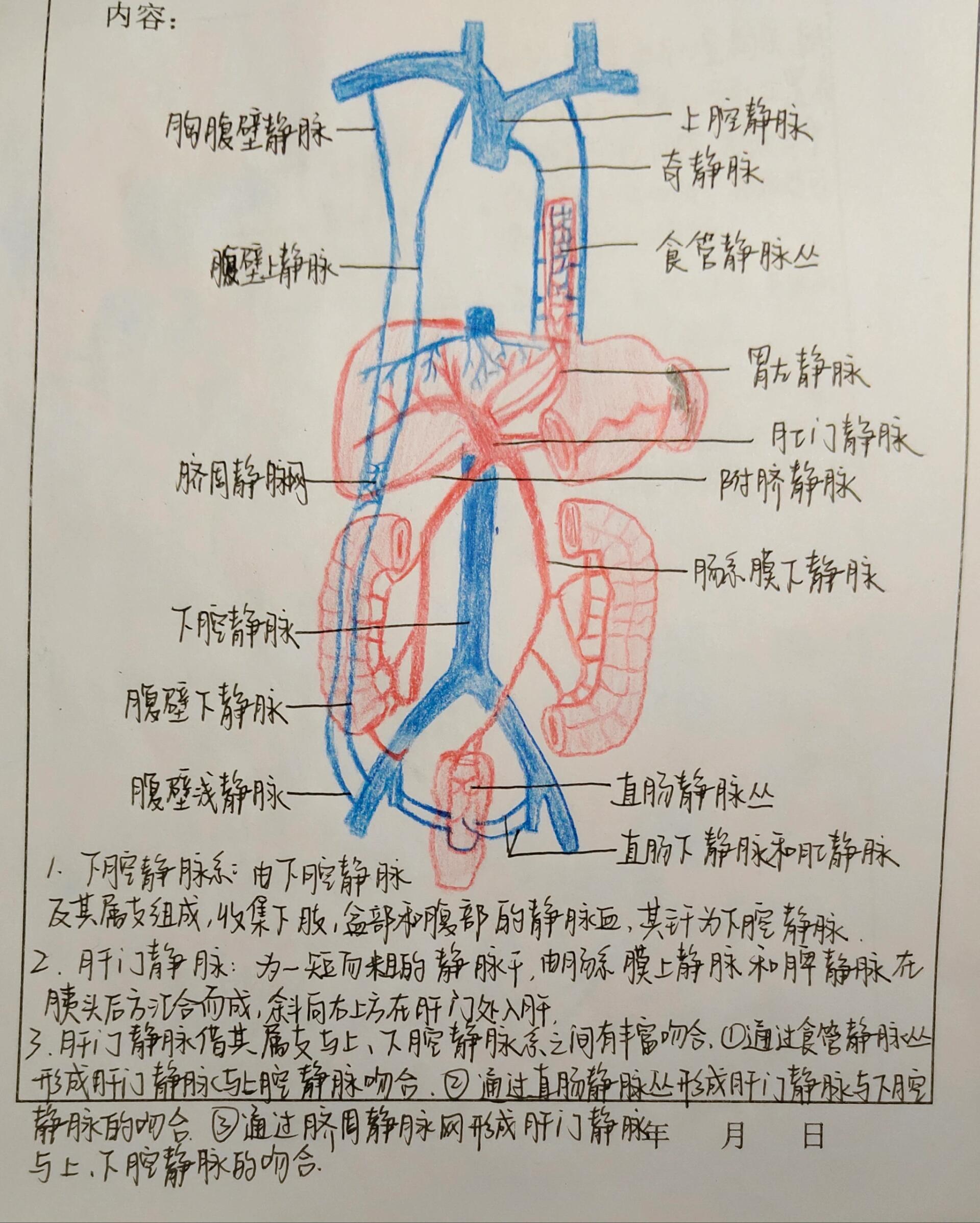 肝静脉与下腔静脉图片