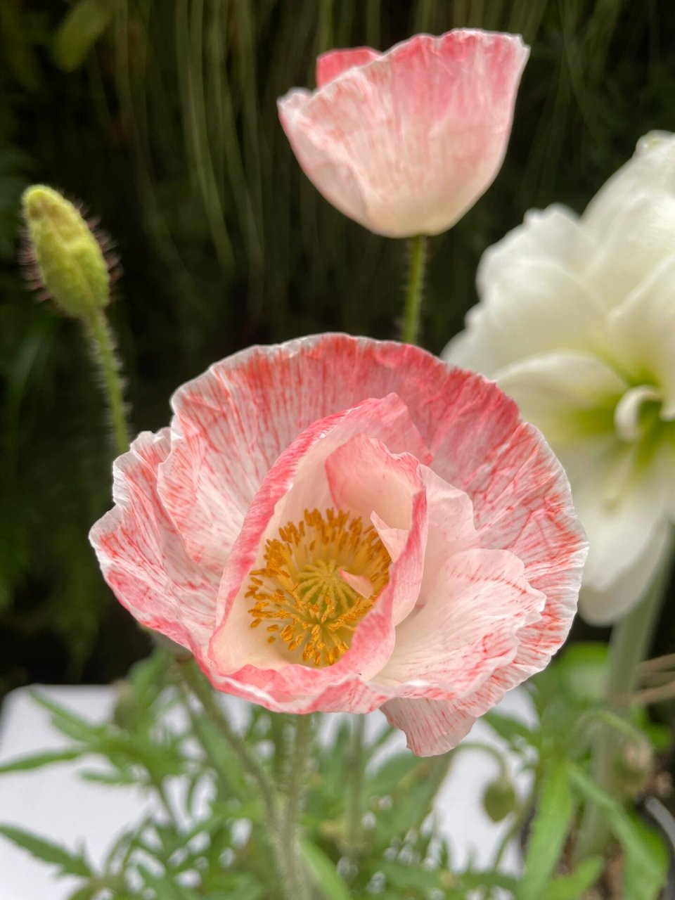 雪莉系列虞美人 任何人没有种过我都会伤心的,安利!安利!安利