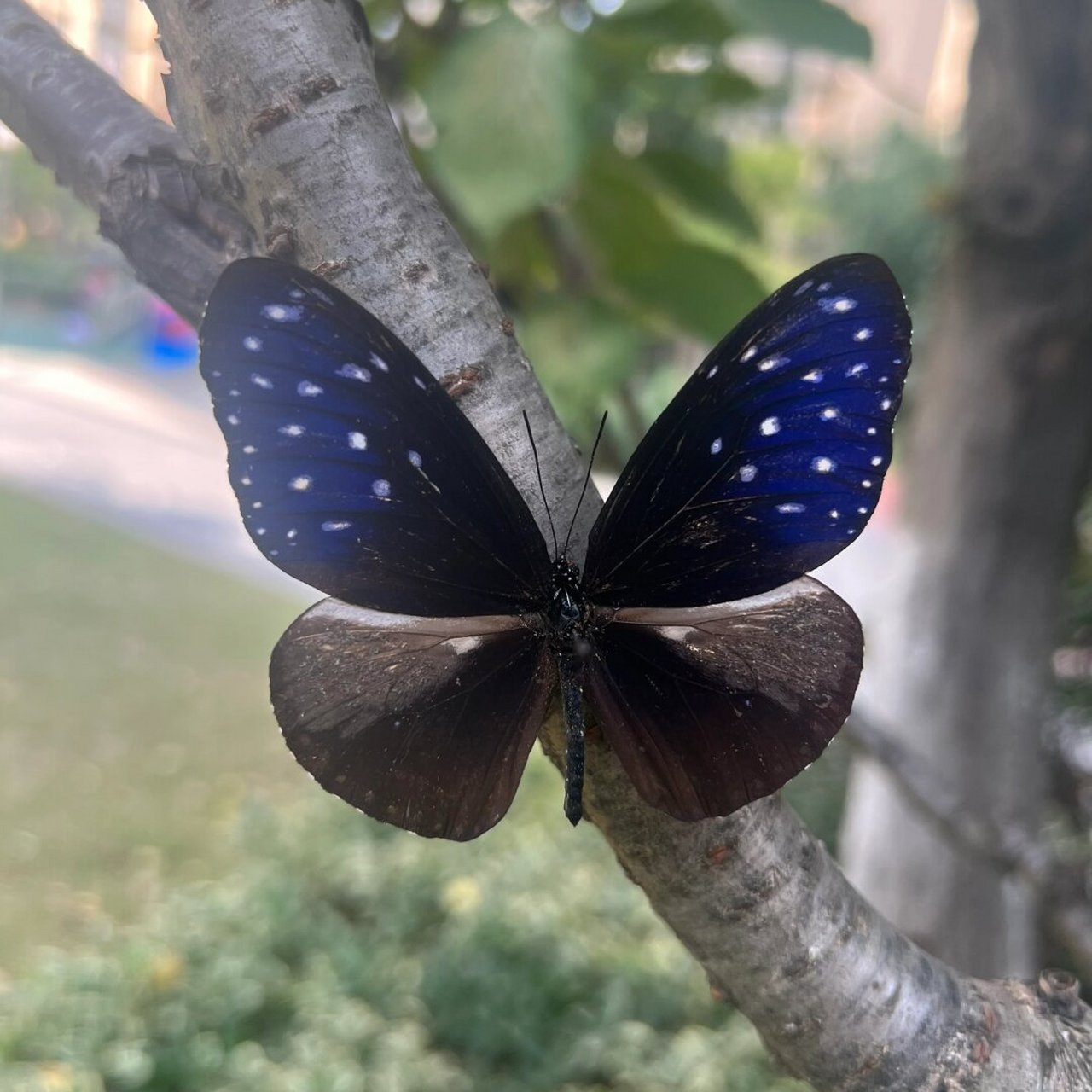 异型紫斑蝶euploea mulciber (cramer),为鳞翅目斑蝶科紫斑蝶属的一种