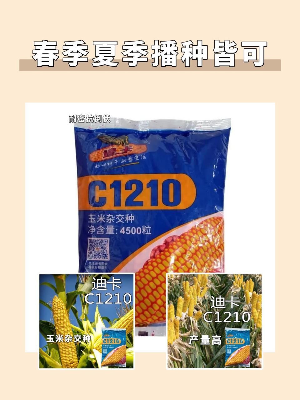 迪卡c1210抗倒伏,抗茎基腐,抗锈,容重高商品性好,黄淮海区域适合种植