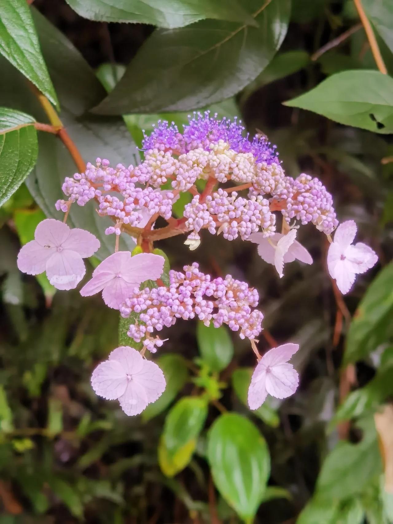 峨眉山的野生蜡莲绣球开花啦!