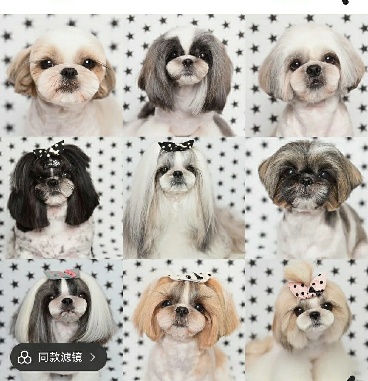 西施犬造型指南 西施犬与拉萨犬外貌极为相似,不易区分.