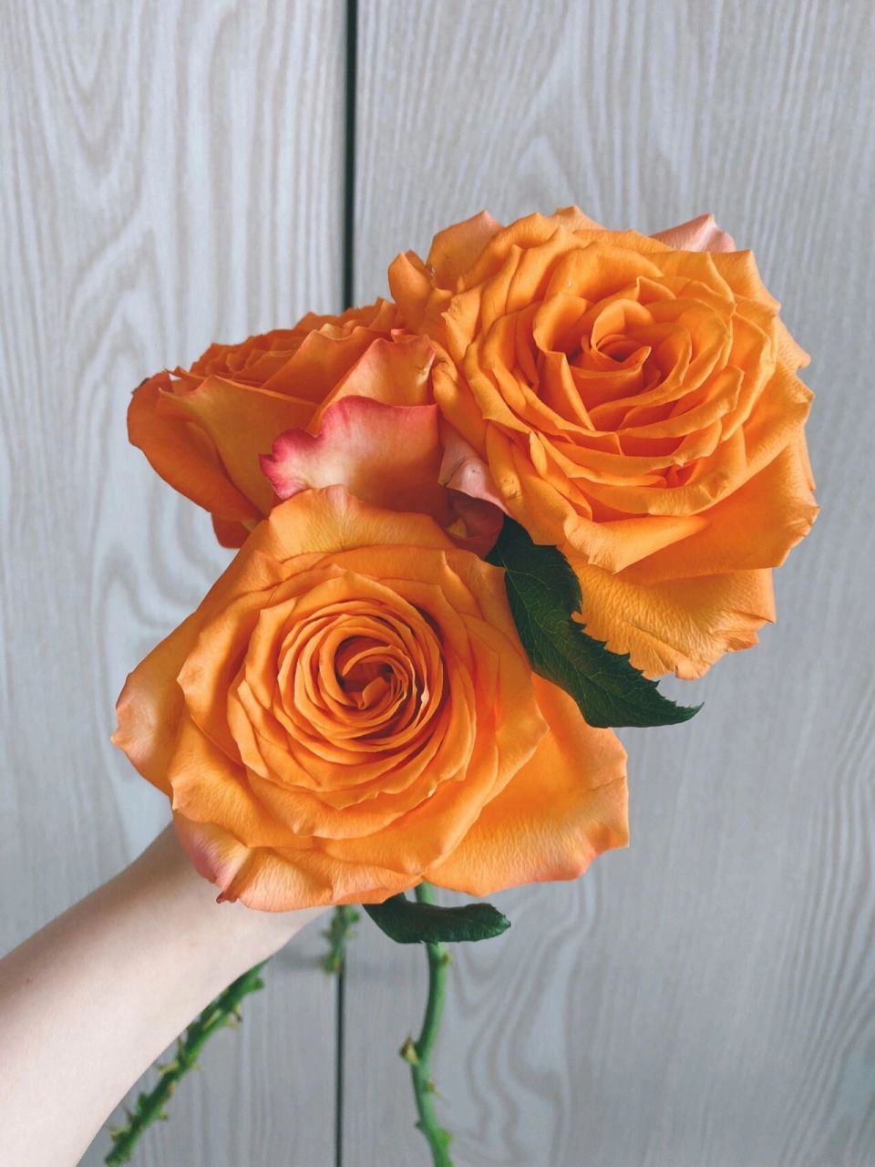 【国王日】玫瑰 "如果词不达意,那就把话放进花里" 	 国王日,喝汽水?