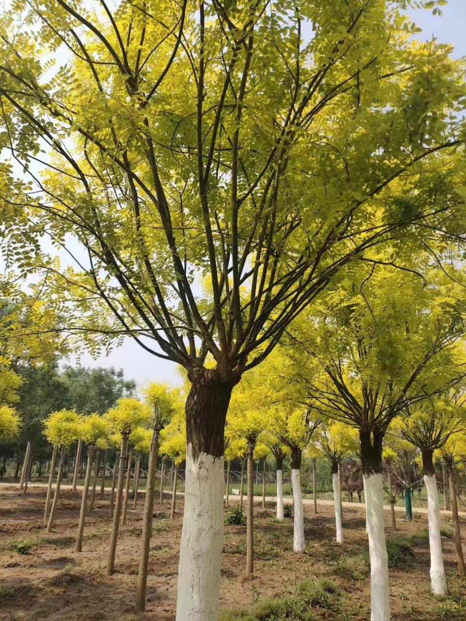 金叶国槐,是一种极具观赏价值的落叶树种,它因为生长快速,造型美观