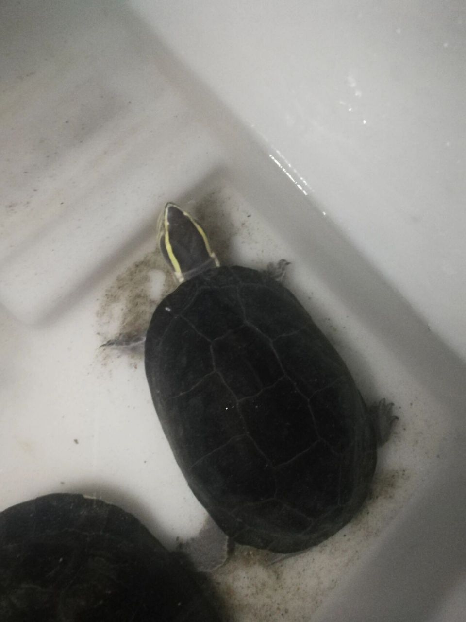 要说好不好养,养定个体或者人工个体确实是异常好养的,只是安布闭壳龟