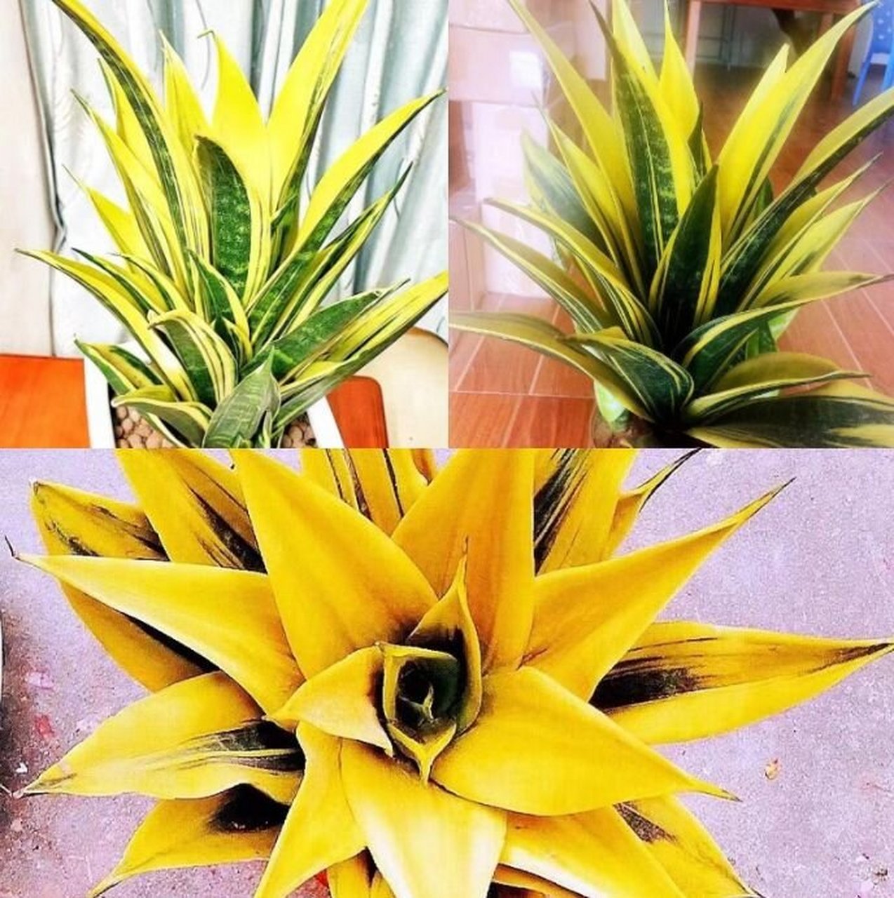 黄金虎皮兰(又称金边虎皮兰)是一种常见的观赏植物,养殖方法和注意