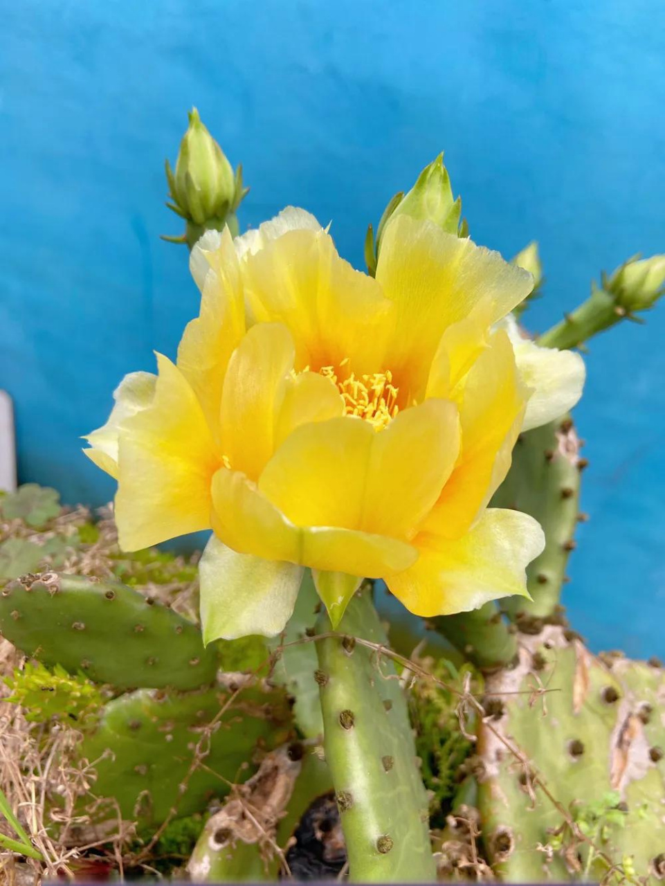 养了两年半的仙人掌开花了,但是不知道仙人掌的花语是什么,知道的小