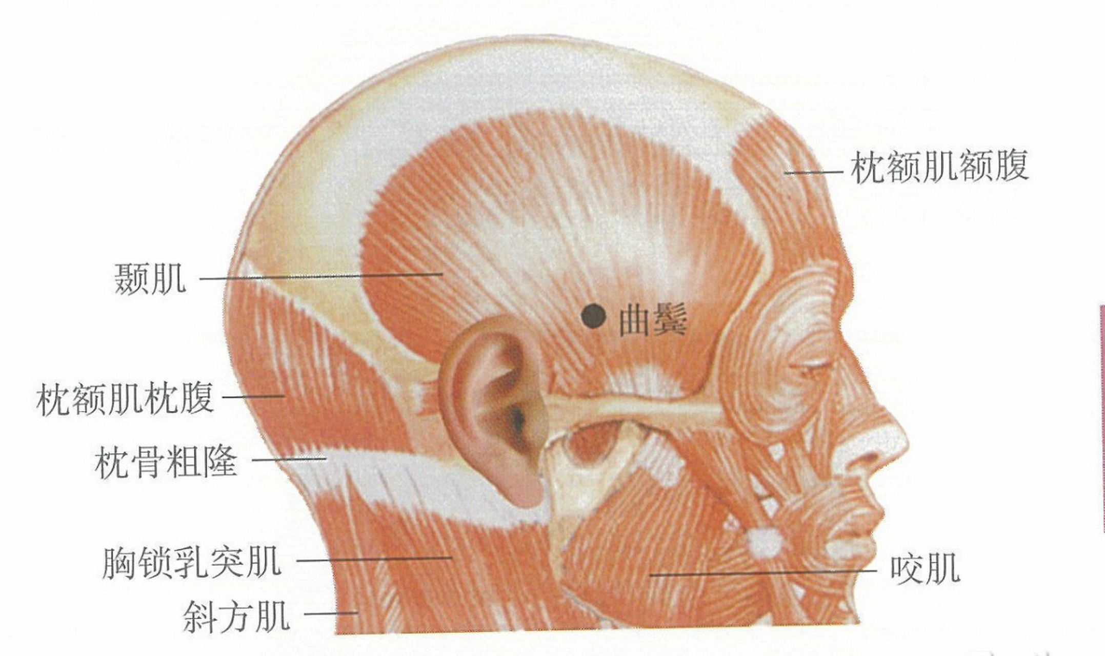 8寸.可灸. 按摩:对曲鬓穴